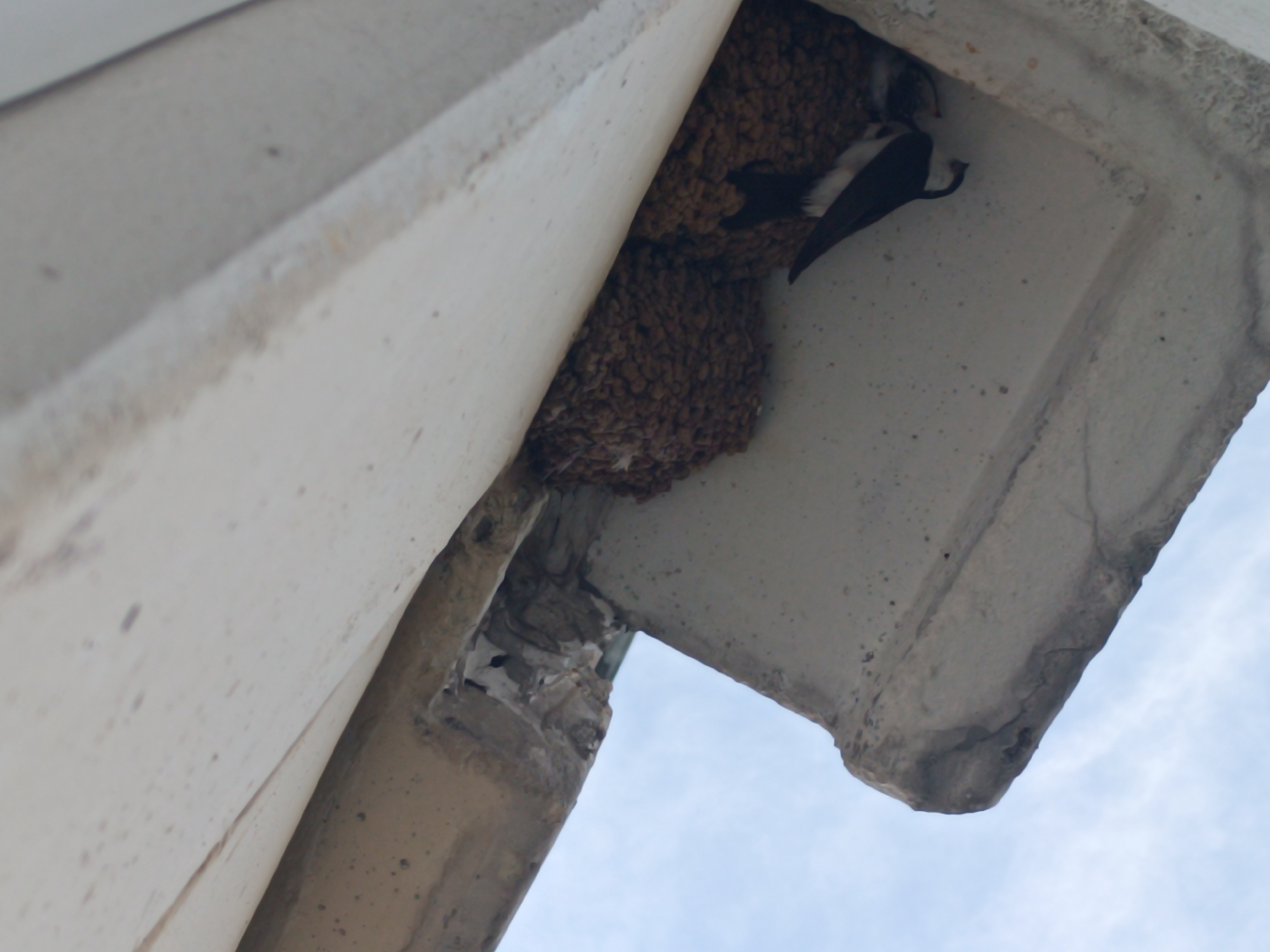 The image shows a bird's nest constructed from mud and twigs, attached to the underside of a concrete overhang. A small bird with black and white plumage is partially visible in the nest, with its head tucked in. The nest is situated in a corner formed by two concrete structures, and the sky is visible in the background. The scene suggests a natural setting within an urban environment, potentially on a building or structure in Zelenograd, Russia.