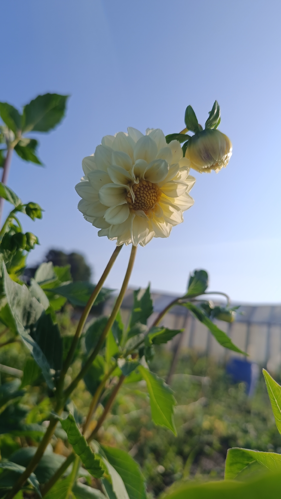 A low-angle, full-frame, close-up photograph captures a pale yellow dahlia flower and its bud against a clear, light blue sky. The dahlia is the primary subject, positioned slightly off-center to the left, with its delicate petals radiating outwards. Its yellow-orange center is visible, composed of tightly packed florets. To its right, a developing bud, also pale yellow, is partially obscured by the bloom. The flower and bud are supported by thin, brown stems that extend downwards and are partially visible in the foreground.
Surrounding the dahlia are lush green leaves, some in focus and others blurred, creating a sense of depth. In the background, a soft, out-of-focus landscape is visible. This includes hints of green foliage, possibly other plants or trees, and a blurry, white structure that resembles a greenhouse or polytunnel. The lighting suggests it is either early morning or late afternoon, with the sun casting a warm glow on the flower.
There are no people or animals present in the image. The setting appears to be a garden or horticultural setting. The photograph was taken in Karsha, Russia.