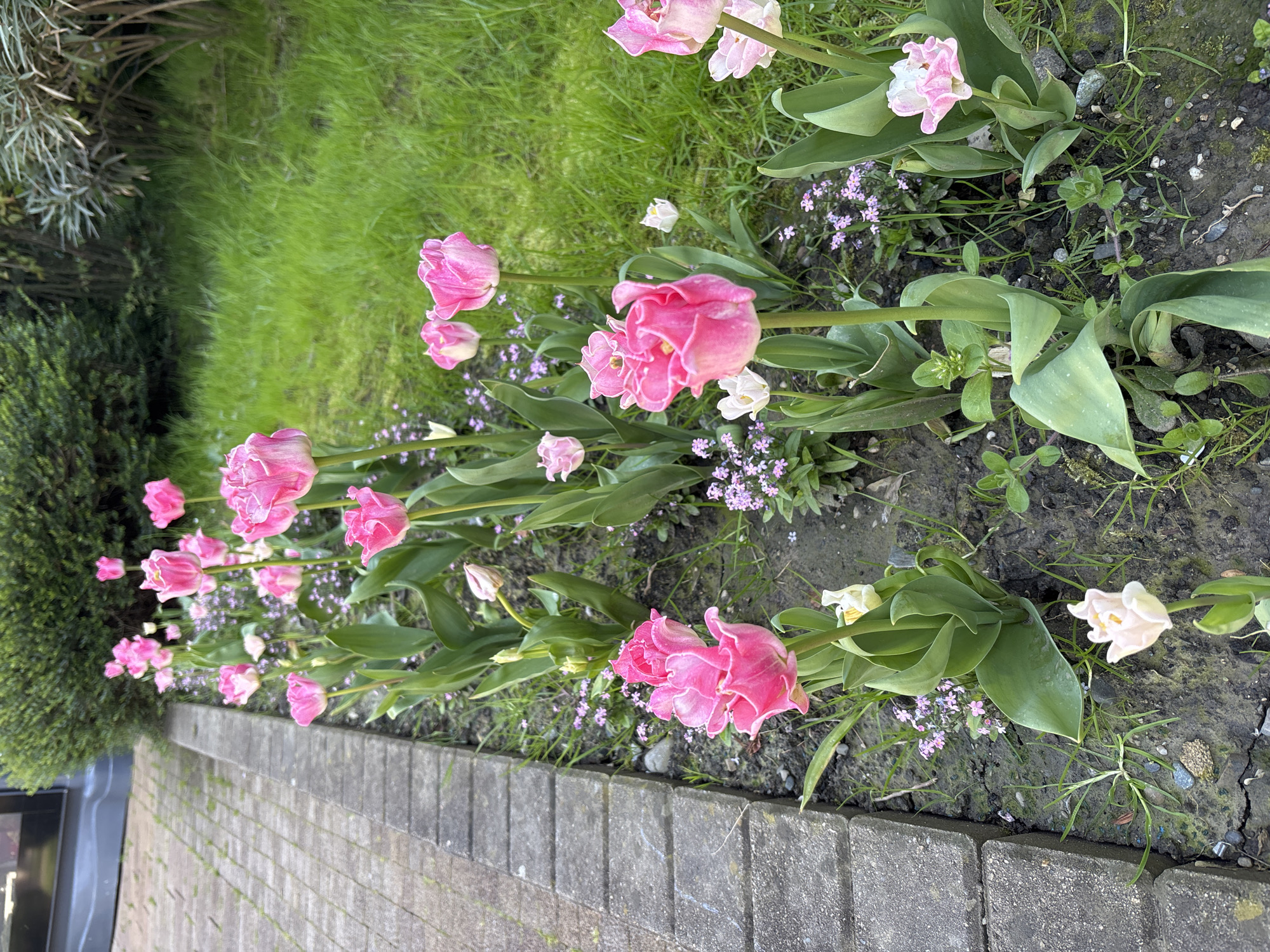 A line of pink and white tulips blooms along a paved walkway. The tulips are interspersed with small purple flowers and patches of grass. The location is unknown and cannot be reliably determined from the image. There are no discernible people or actions visible.