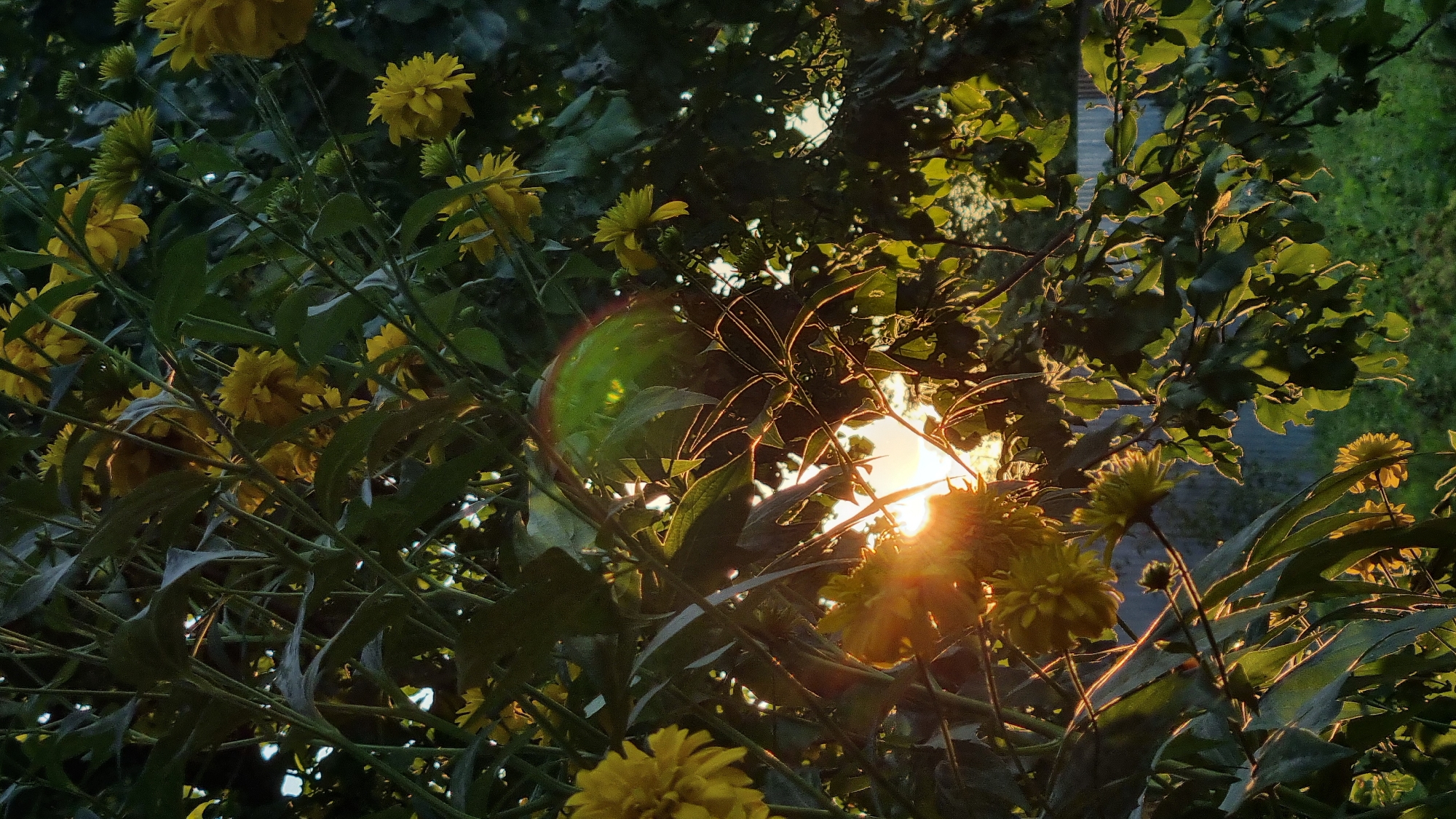 The image shows a cluster of yellow flowers and green foliage against a backdrop of dappled sunlight. The sun is low in the sky, creating a warm, golden glow that filters through the leaves and flowers, casting long shadows. There is a hint of a fence and some greenery in the background, suggesting an outdoor setting, possibly a garden or park in Vysokoe, Russia. No people or animals are visible in the frame. The overall impression is one of natural beauty and tranquility.