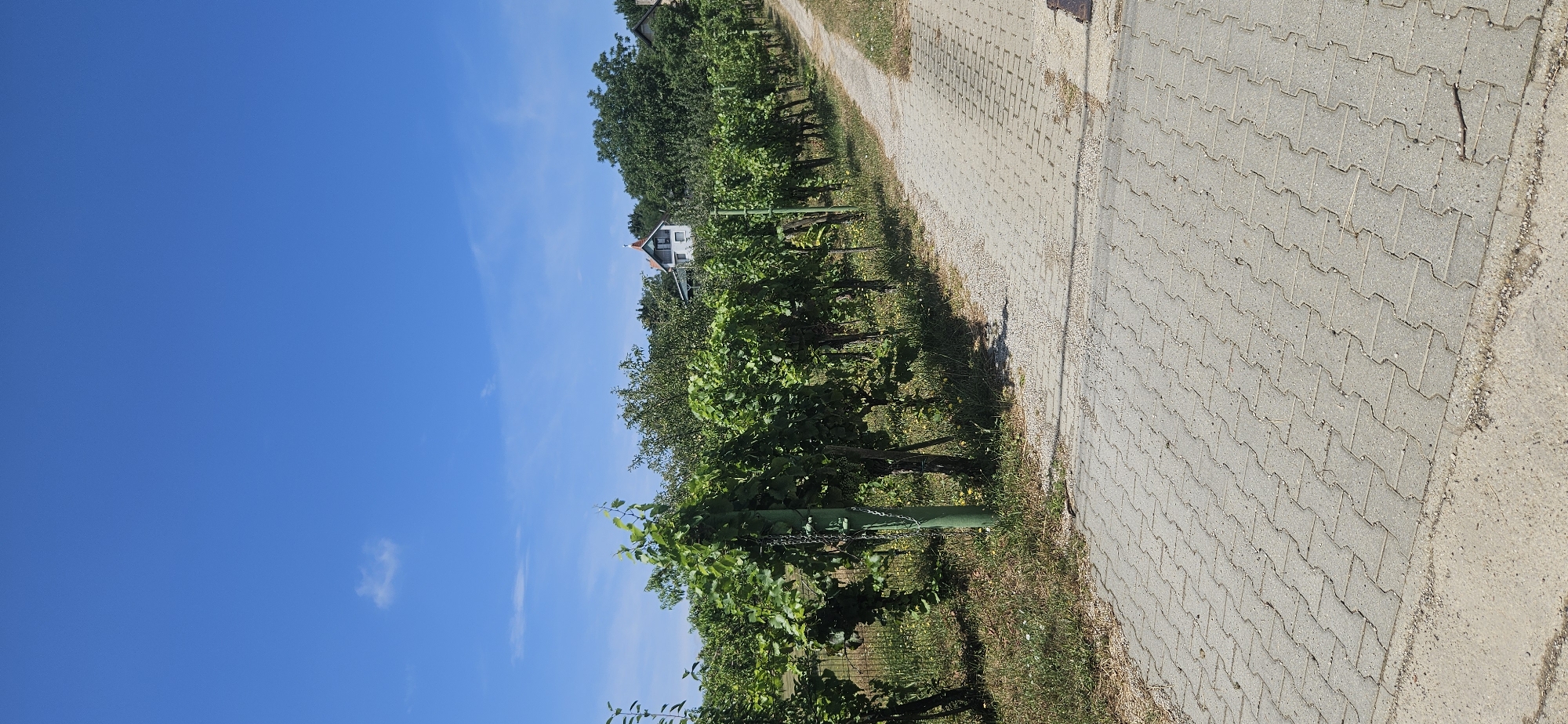 The image shows a vineyard with lush green grapevines stretching along a gravel and paved path. In the background, a white house with a red-tiled roof is visible, nestled amongst trees. The sky is a clear, bright blue with a few wispy clouds. The scene suggests a sunny day in a rural or semi-rural setting, likely a vineyard near Hévíz, Hungary, given the context.