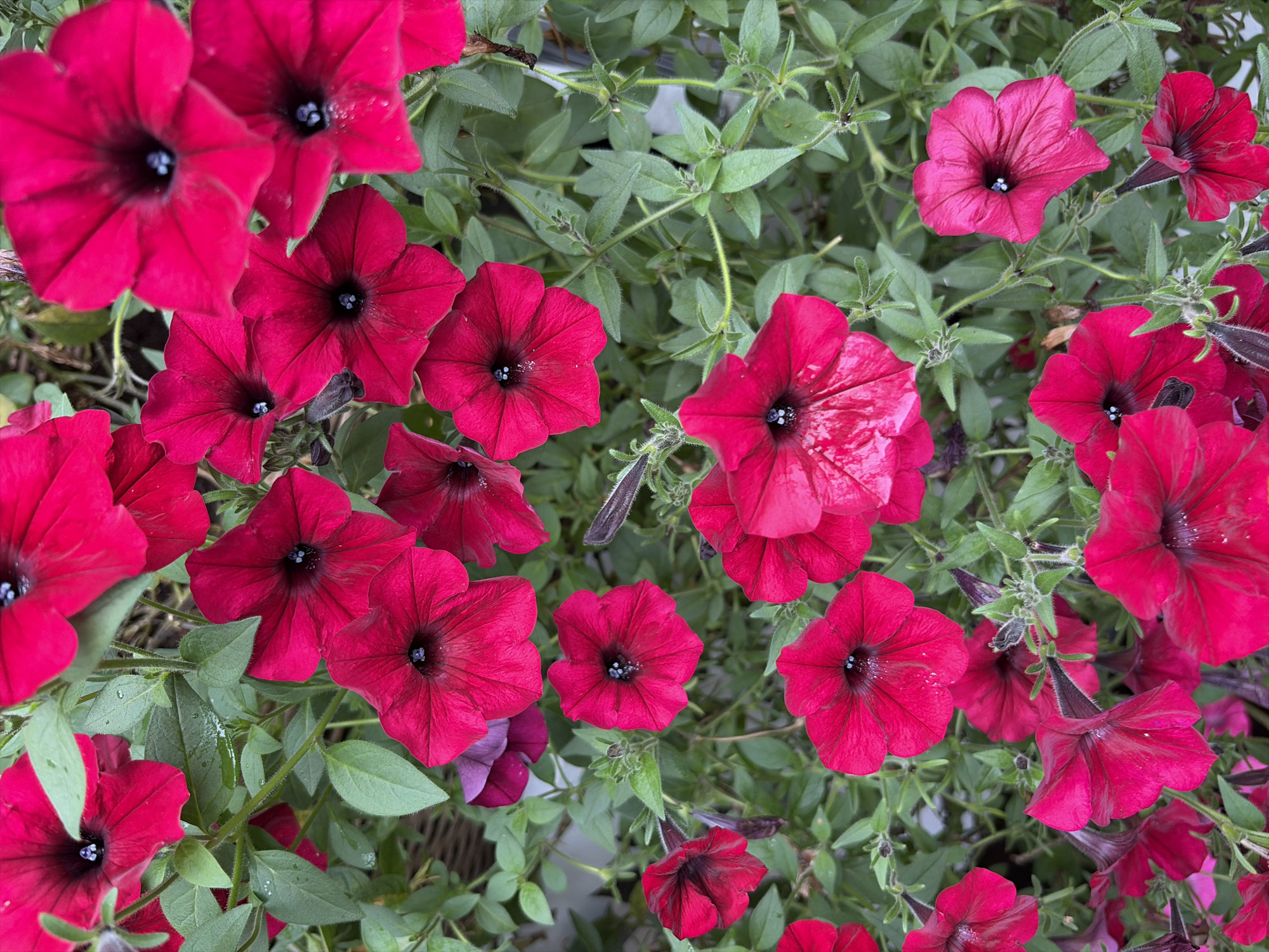 A close-up, overhead shot captures a dense cluster of vibrant, deep pink petunias in bloom. The flowers, with their characteristic trumpet shape and dark centers, are the primary focus, interspersed with lush green foliage. Some of the petals show slight water droplets, suggesting recent rain or watering. The setting appears to be a garden or a planter box, with a hint of a wicker basket visible in the upper left corner. No people or animals are present in the frame. The image does not provide any information that could be used to identify its location within the city of Balashikha, Russia.