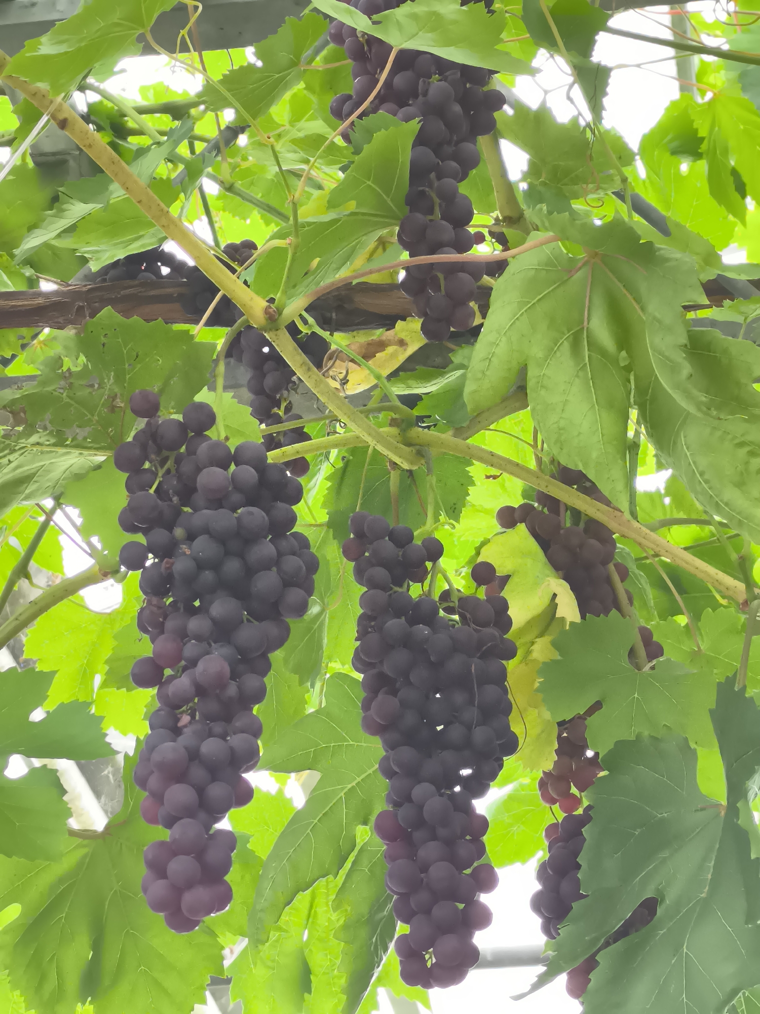 The image shows bunches of dark purple grapes hanging from vines, interspersed with large green leaves. The vines are supported by what appears to be a wooden structure and thin metal poles, suggesting an outdoor vineyard or garden setting. The lighting is bright, indicating daylight, and the background is largely blurred, showing a hazy white sky and hints of the surrounding environment which could be a greenhouse or an open-air structure. There are no people visible in the image. The scene appears to be in Warmenhuizen, Netherlands, given the context provided.