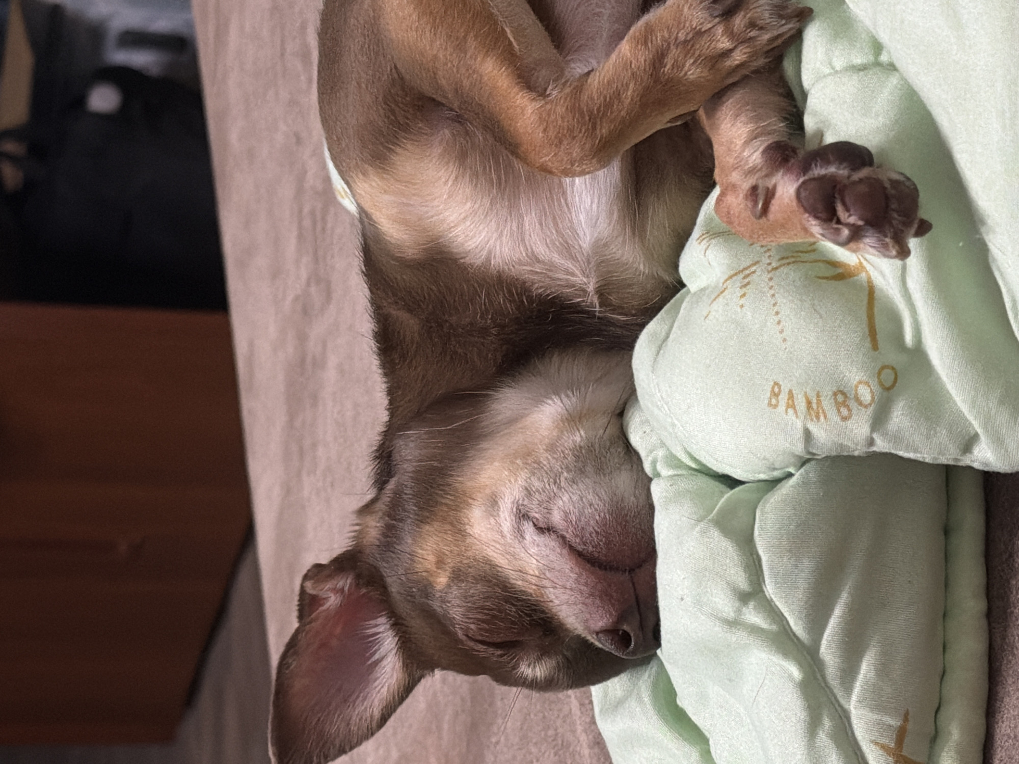 A small, brown and tan Chihuahua dog is sleeping soundly on a light green, quilted blanket. The dog is curled up, with its eyes closed and its head resting on the blanket. Its paws are tucked underneath its body, and its tail is not visible. The dog's fur is short and smooth, and its ears are large and pointed. The blanket has a subtle pattern of what appears to be bamboo stalks and stars. The background of the image is blurred, but it appears to be an indoor setting, possibly a living room, with a wooden piece of furniture in the upper left corner. The lighting is dim, creating a warm and cozy atmosphere.