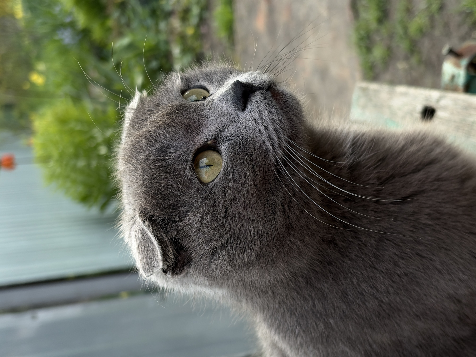 A close-up, low-angle shot of a gray cat with yellow eyes looking upwards. The cat's head is tilted back, with its nose and whiskers prominently displayed. The background is blurred but appears to include green foliage, a building, and a wooden surface. The location is identified as Unknown, Unknown.