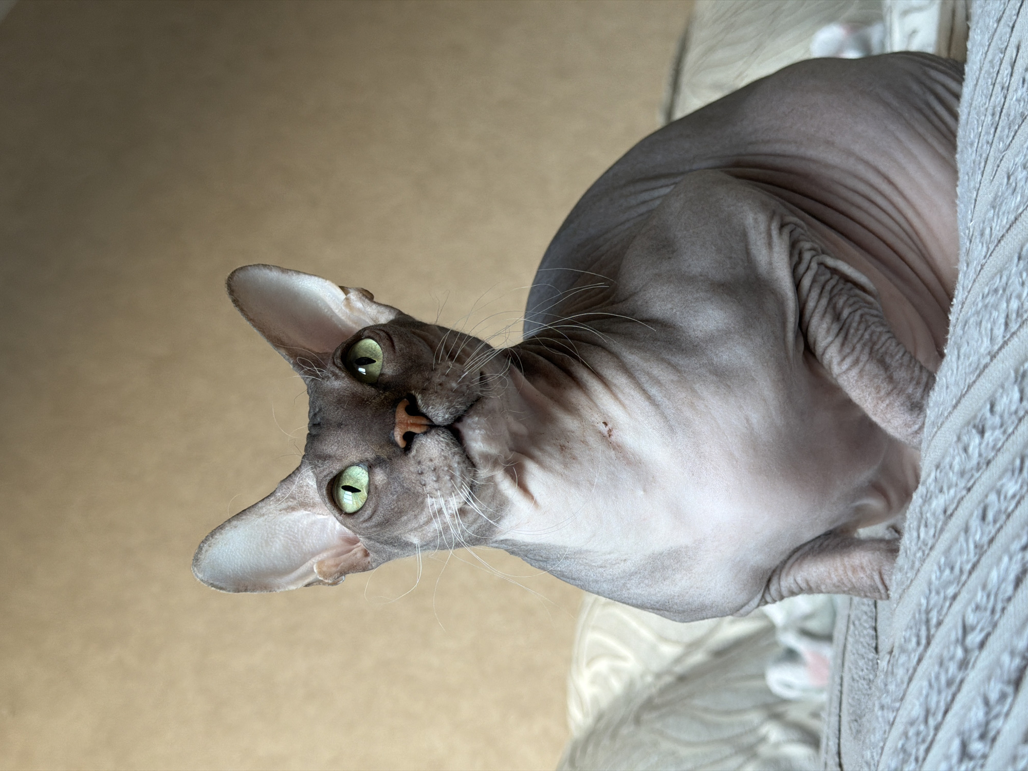 A close-up, high-angle shot depicts a gray Sphynx cat. The cat is positioned partially on a light-colored fabric with a knitted pattern. The background consists of a light brown surface. The cat's face is tilted, and it looks directly at the camera. Its eyes are green.