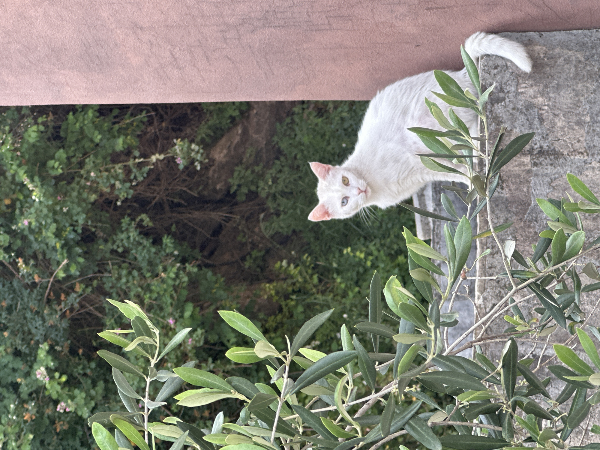 The image depicts a white cat with heterochromatic eyes (one blue, one yellow/green) standing next to a green olive tree. The cat is positioned on what appears to be a stone wall or ledge. Below the ledge is a background of lush green foliage. At the top of the frame, a portion of a pink wall is visible. The location is likely Budva, Montenegro given the vegetation and architecture style.