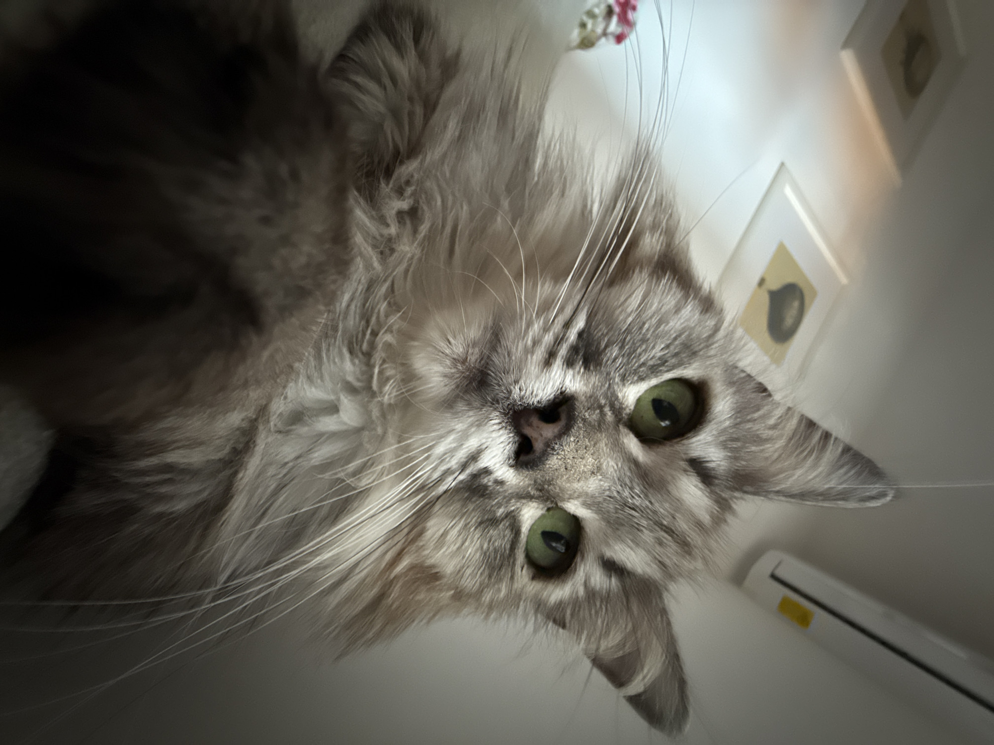 A close-up, low-angle shot captures a fluffy, gray and white long-haired cat with striking green eyes, looking directly at the camera. The cat's fur is detailed, showing individual strands, and its whiskers are prominent. The background is slightly out of focus and appears to be an indoor setting with a plain wall. Two framed pictures are visible on the wall, one to the left and another slightly above and to the right. To the right of the cat's head, a white air conditioning unit is mounted on the wall. The lighting creates a soft glow, highlighting the cat's features and the textures of its fur.
