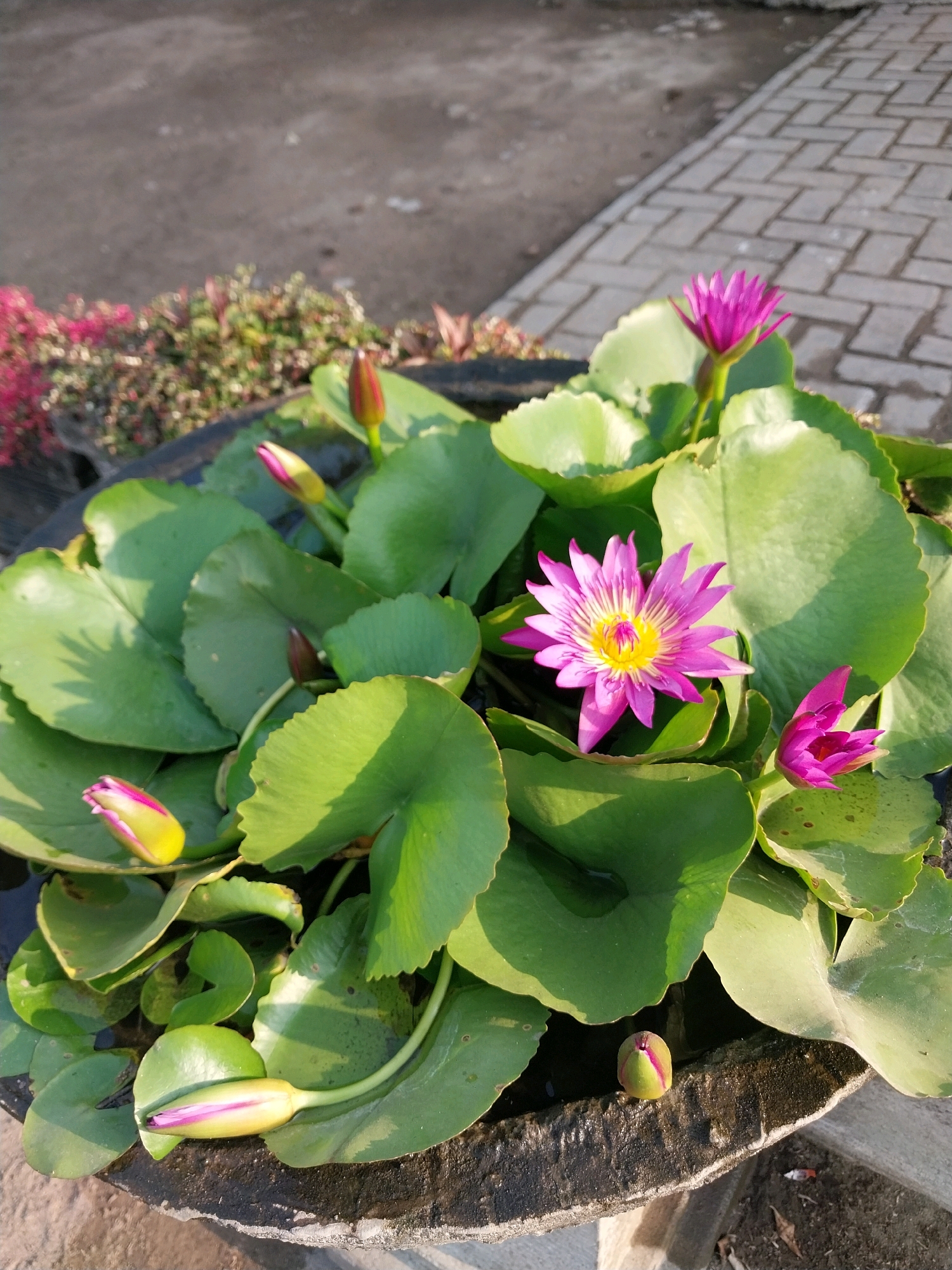 In Penataran, Indonesia, a close-up shot focuses on a water lily pond, showcasing several blooming pink water lilies and unopened buds amidst large green lily pads. The pond is contained within a rough, textured dark basin. Beyond the pond, a pathway paved with interlocking gray bricks is visible on the right side of the frame. The background consists of a dirt area and some low-lying pink and green foliage, suggesting an outdoor setting. The lighting indicates it is daytime, with sunlight casting shadows on the lily pads. There are no people or animals present in the image.