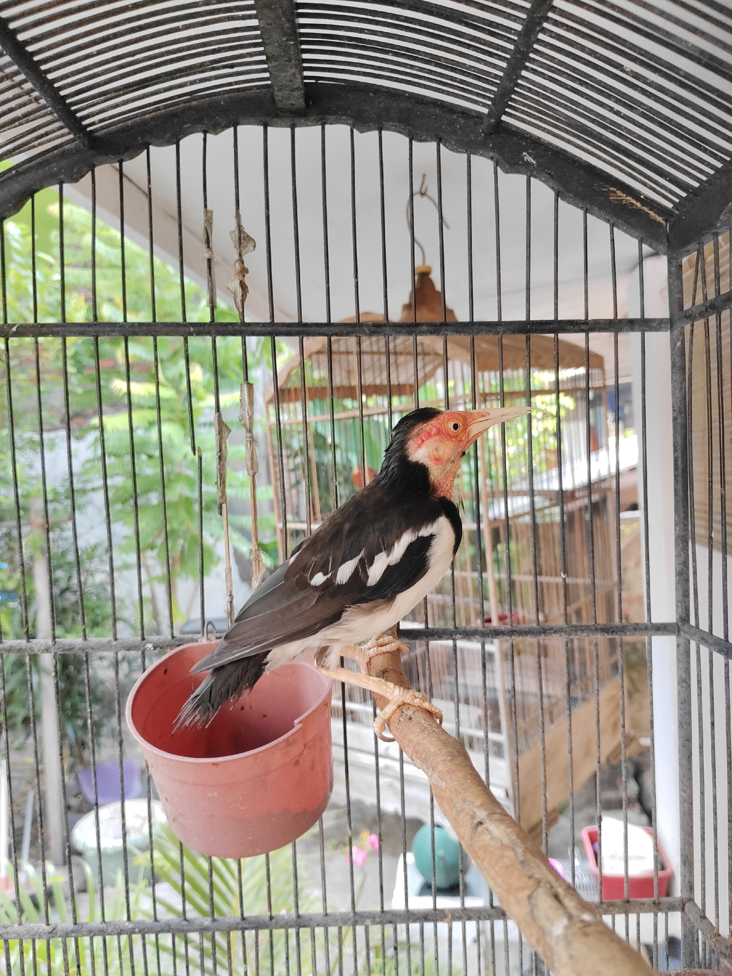 A starlings bird is sitting on a perch inside a cage. The bird is black and white with a red face and has its beak open. The cage is made of metal bars and has a red cup attached to the side. Outside the cage, there are trees and buildings visible. The scene appears to be outdoors in a backyard setting, possibly in a residential area. The image is taken from a slightly low angle, looking up at the bird. The lighting is natural, suggesting it is daytime. The focus is on the bird, with the background slightly blurred.