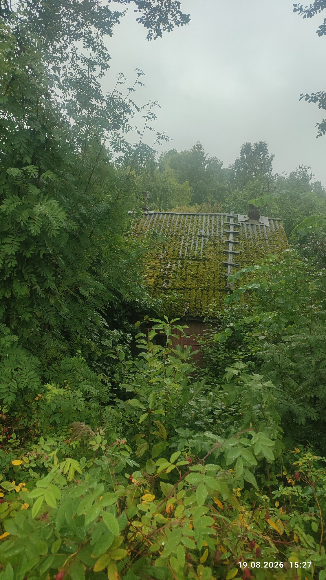 In Suoyarvi, Russia, an overgrowth of green foliage obscures a weathered, two-story structure, possibly a barn or outbuilding, situated amidst dense vegetation under a hazy, overcast sky. The building's roof is covered in moss, indicating a damp climate and likely neglect. A wooden ladder is affixed to the roof, extending from the eaves to a chimney, suggesting access for maintenance or repairs, though the overall appearance points to disuse. The surrounding environment is lush with various green plants, some with yellowing leaves, and a few small red berries are visible on thorny branches in the foreground. The scene is captured on August 19, 2026, at 15:27, with raindrops visible on the leaves, further emphasizing the damp, cool atmosphere of the day.