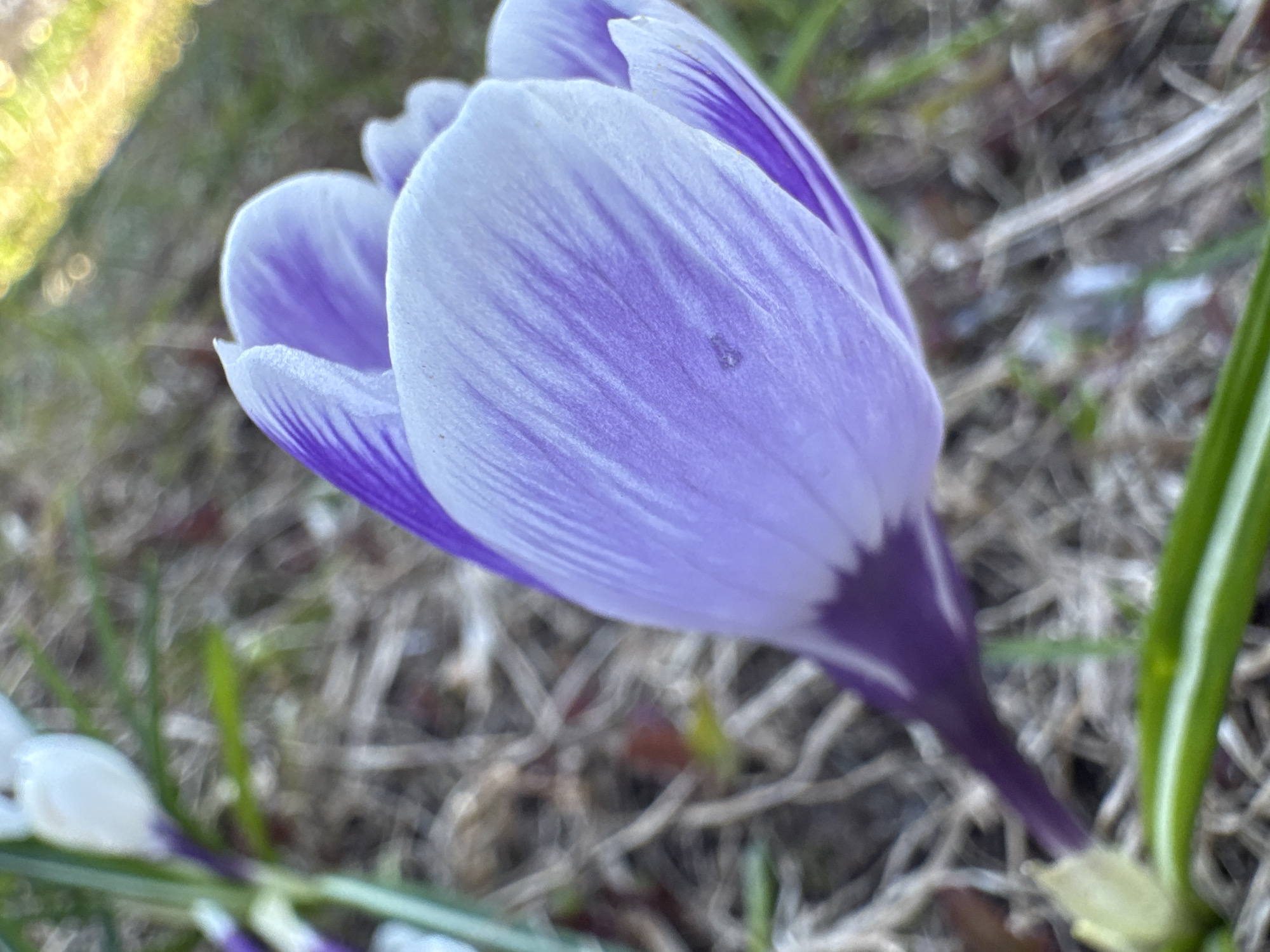 A close-up photograph shows a partially closed crocus flower, exhibiting a striped pattern of white and purple hues on its petals. The background reveals grass and dried plant matter. The location is not evident from the image.