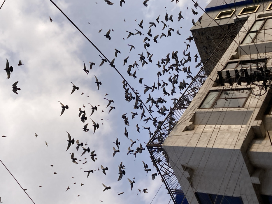 A low-angle exterior photograph depicts a large flock of pigeons in flight against a bright, cloudy sky above Quetta City Tehsil, Pakistan. Numerous dark-feathered birds are distributed across the upper two-thirds of the frame, captured in various stages of wing motion. The lower portion of the image shows the upper facade and rooftop of a multi-story building constructed of light-colored concrete or stucco. The building features rectangular windows and a dark metal mesh fence or railing along its rooftop perimeter, where additional birds are observed perched. A complex network of dark electrical wires and cables crisscrosses the foreground and midground, originating from a utility pole structure on the building's right side. The scene is illuminated by natural daylight. No human subjects are present.