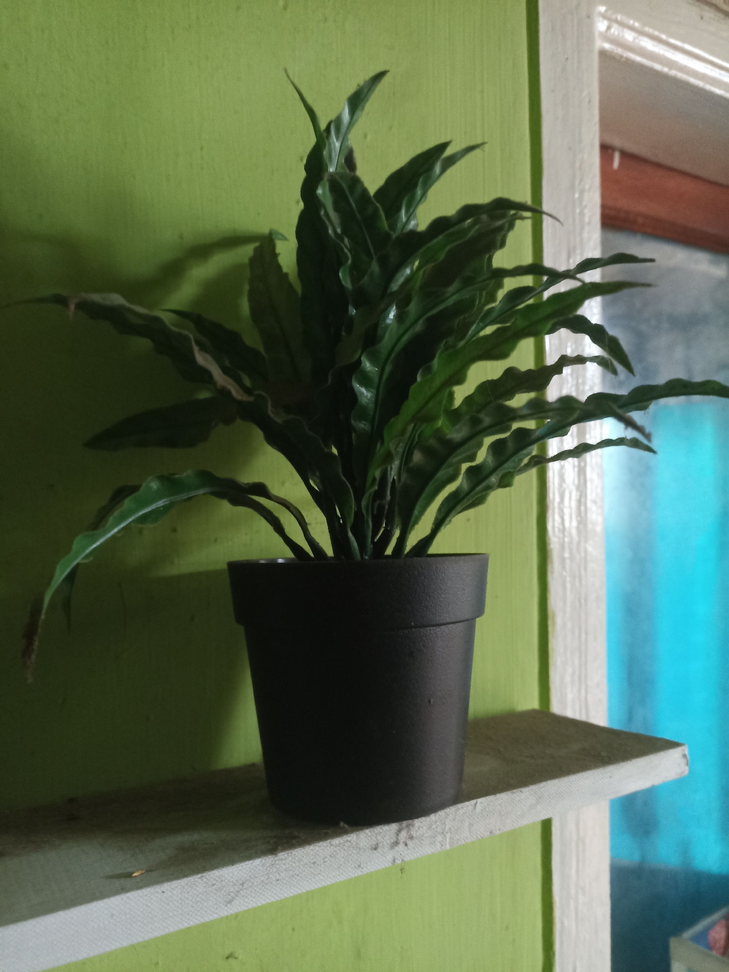 A potted plant with dark green, wavy leaves sits on a white shelf against a textured light green wall. The shelf is positioned to the right of a white door frame. To the right of the door frame, a blue curtain is visible. The image appears to be taken indoors, with artificial light contributing to the overall illumination. No people or specific landmarks of Pandanarum, Indonesia are identifiable in this image.