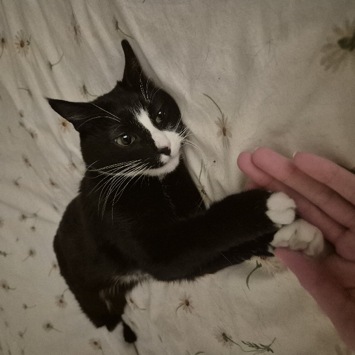 An overhead shot captures a black and white tuxedo cat lying on a light-colored bedspread adorned with a subtle floral pattern of small, delicate flowers. The cat, with its predominantly black fur, features a prominent white blaze on its face, a white muzzle, and long white whiskers. Its paws are white, and one is gently holding a human hand. The cat's green eyes are open and directed slightly off-camera, conveying an alert and engaged expression. One of its pointed ears is slightly cocked or folded back. The interaction between the cat and the human hand appears affectionate or playful. The lighting is soft and ambient, suggesting an indoor setting during evening or nighttime. No text is visible in the image. The scene was captured in Strasbourg, France.