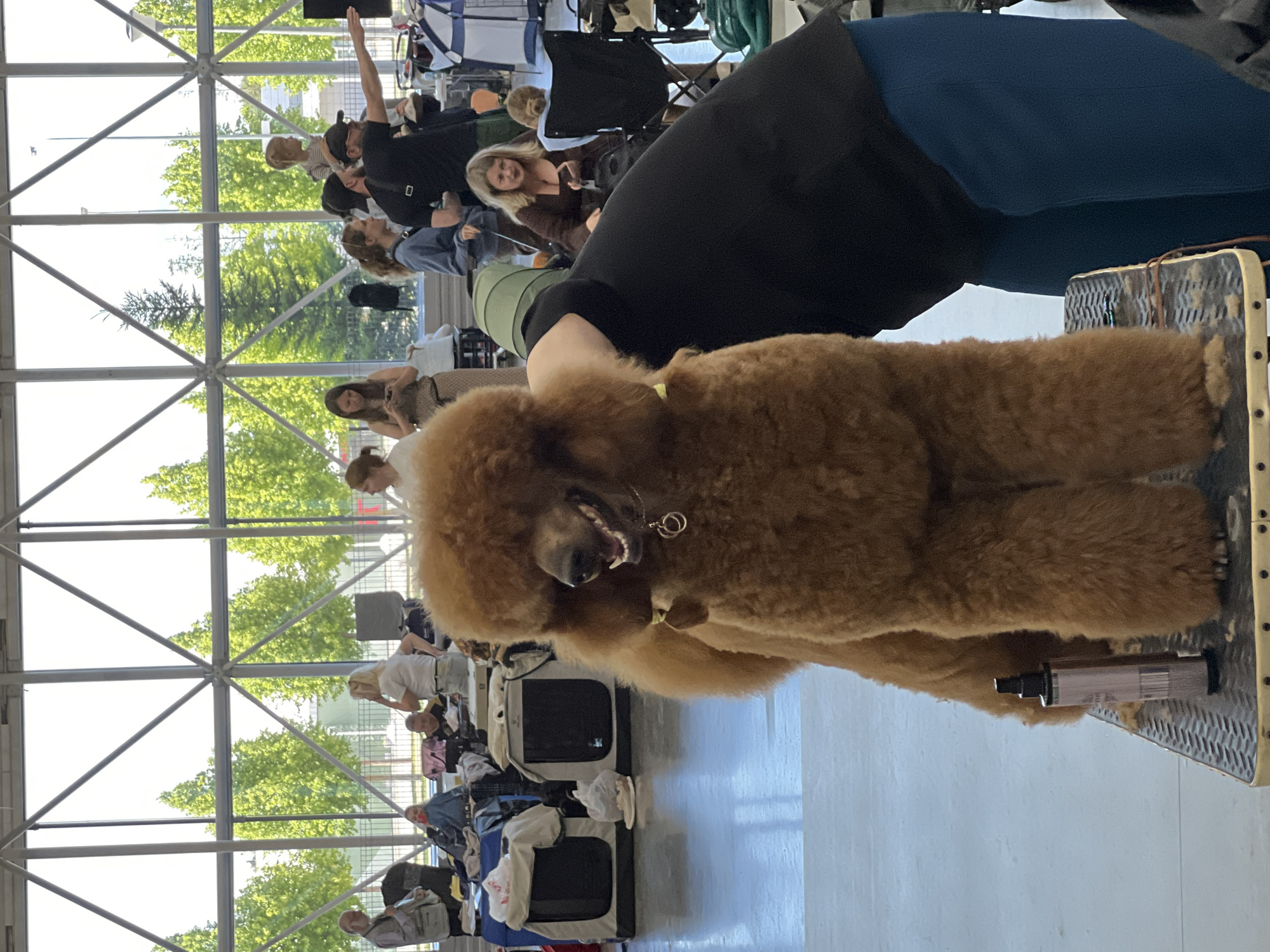 A well-groomed brown standard poodle stands on a grooming table in a large indoor venue with a high ceiling and large windows. The poodle is facing forward, with its mouth open and tongue visible. It is wearing a silver necklace with two rings. A bottle of grooming spray is positioned on the grooming table in front of the poodle. In the background, several people are visible, some of whom are attending to other dogs. The overall atmosphere suggests a dog show or grooming event. The venue appears to be well-lit, with natural light streaming in from the windows, illuminating the trees outside. The floor is a light-colored, polished surface. The scene is likely taking place in the city of Zelenaya Roshcha, Russia, as indicated by the context provided.