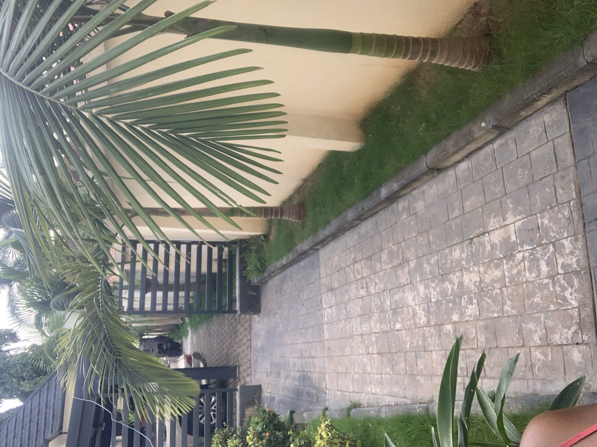 The image depicts an outdoor pathway in Abuja, Nigeria. A paved walkway, constructed with square, textured tiles, runs diagonally from the lower left to the upper right of the frame. To the left of the pathway, there is a grassy area with lush green grass and some green foliage. Further to the left, partially obscured by a palm frond, is a dark-colored car, and a black metal gate. Beyond the gate, a portion of a building with a dark-tiled roof is visible.
To the right of the pathway, a neatly manicured strip of green grass borders the walkway. Beyond the grass, a pale yellow wall runs parallel to the pathway. Two palm trees with green fronds are prominent in the scene. The first palm tree, on the right, has a textured, brown-banded trunk. Its fronds extend across the upper portion of the image. Another palm tree with a similar trunk is visible further back, positioned behind the black metal gate. The overall impression is one of a well-maintained outdoor space, possibly a residential or commercial property, in Abuja.