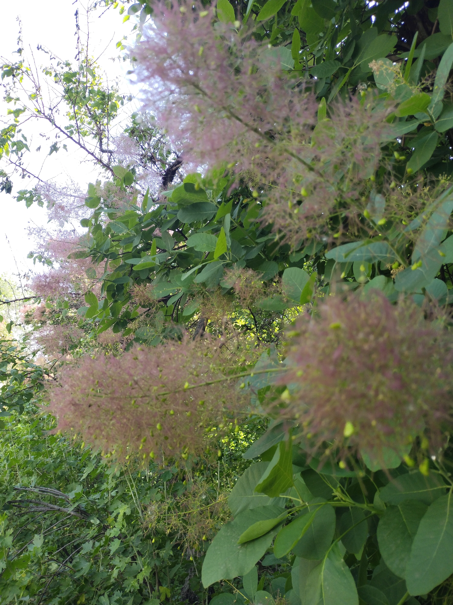 The image depicts a close-up of a flowering Smoke Tree (Cotinus coggygria) in Horishni Plavni, Ukraine. Multiple large, diffuse clusters of reddish-pink to purplish inflorescences, characteristic of the plant's 'smoky' plumes, are prominent across the frame. Small green berry-like structures are visible within and beneath these fuzzy inflorescences. Oval-shaped green leaves of the Smoke Tree are interspersed with the floral clusters. The upper-left background features a bright, diffuse white sky, suggesting an outdoor, possibly backlit, setting, while the lower and right sections show additional green foliage and branches from various other plants. No human subjects, animals, or distinct man-made objects are present.