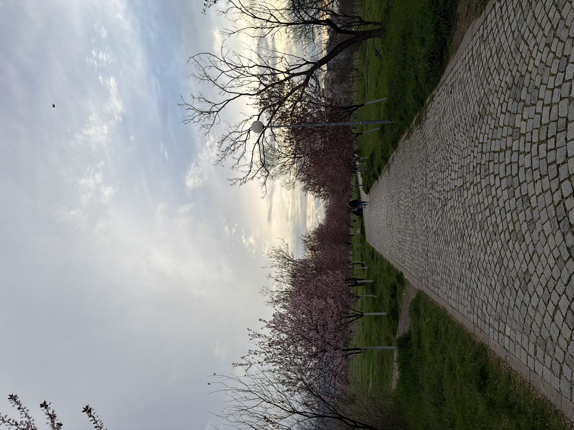 The image depicts a cobblestone pathway in Plovdiv, Bulgaria, lined with blooming cherry trees. The trees are arranged in a row on either side of the path, creating an avenue. The sky is overcast with a mix of light and dark clouds. A single bird is visible in the sky. Several lampposts are positioned along the path, interspersed with the trees. The ground on either side of the path is covered in green grass. A few people are walking distantly on the pathway. Bare branches of trees are visible in the foreground and background.