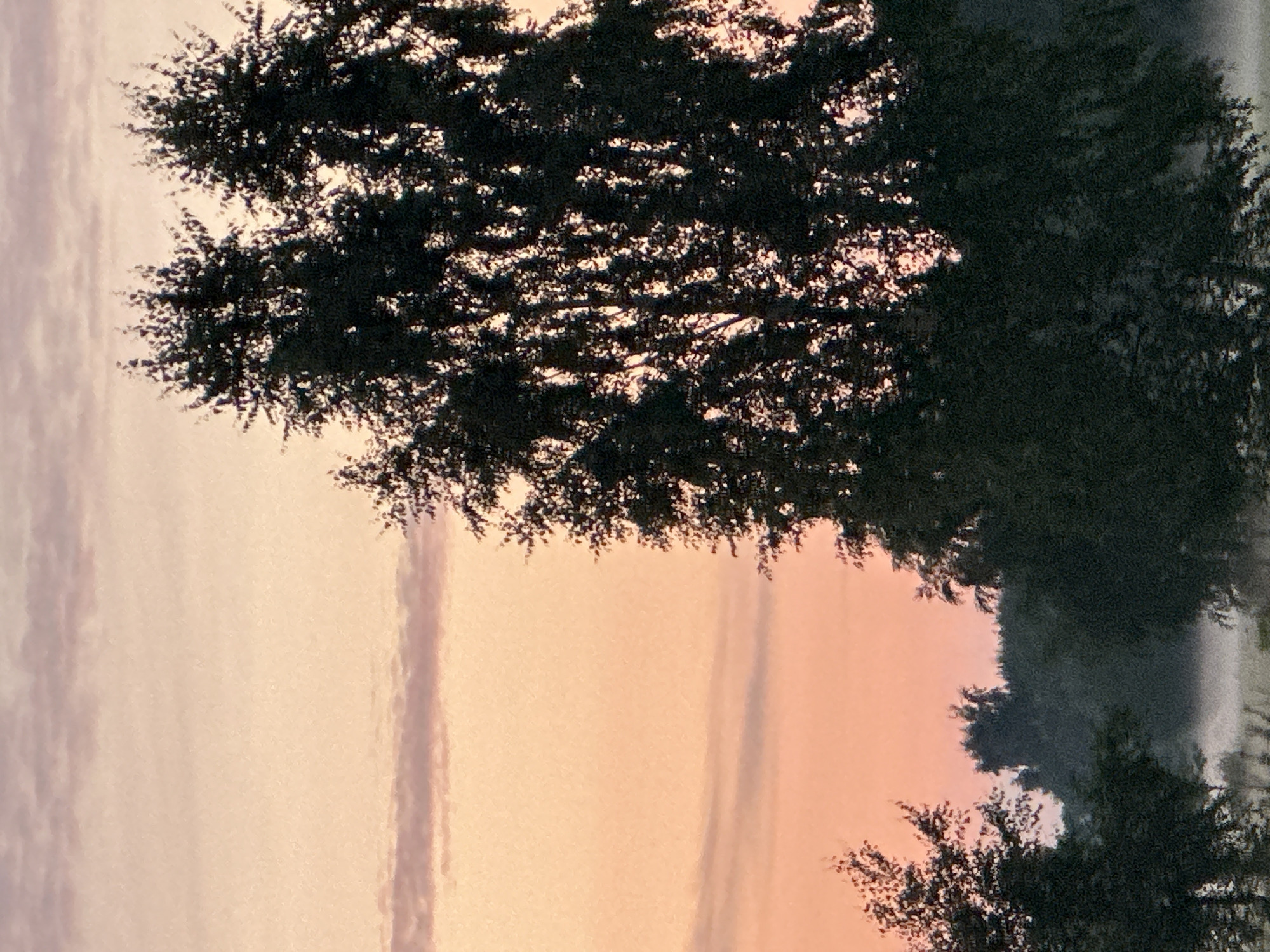 This is a photograph taken in Tiskre, Estonia. The image depicts a landscape scene during what appears to be sunrise or sunset. The sky is a gradient of soft pink and orange hues, with faint horizontal cloud formations. In the foreground and midground, several trees are silhouetted against the sky. The most prominent trees are on the right side of the frame, with dense, dark foliage. To the left and in the lower portion of the image, more trees and vegetation are visible. In the background, a misty or foggy layer covers the ground, obscuring the lower parts of distant trees and vegetation. The overall impression is one of a tranquil, natural setting.