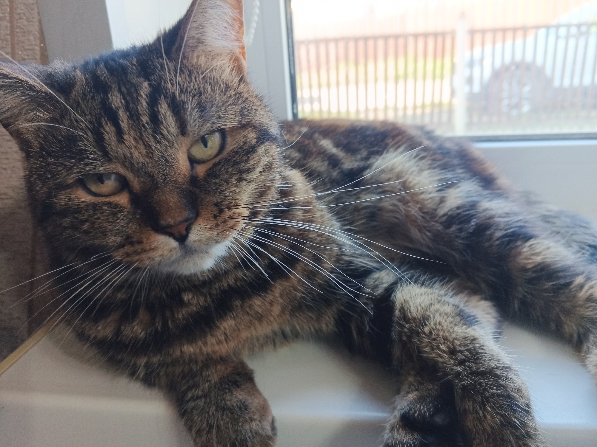 A close-up, slightly angled medium shot shows a tabby cat lying on a white windowsill. The cat is positioned from the chest up to its ears, with its body extending out of frame to the right. Its fur is a mix of brown, black, and gray stripes. The cat's green eyes are looking towards the viewer, with a slightly squinted expression. Long white whiskers are visible on its face. The background is out of focus, with a windowpane showing a blurry view of a wooden fence and a car. The lighting is natural, coming from the window.