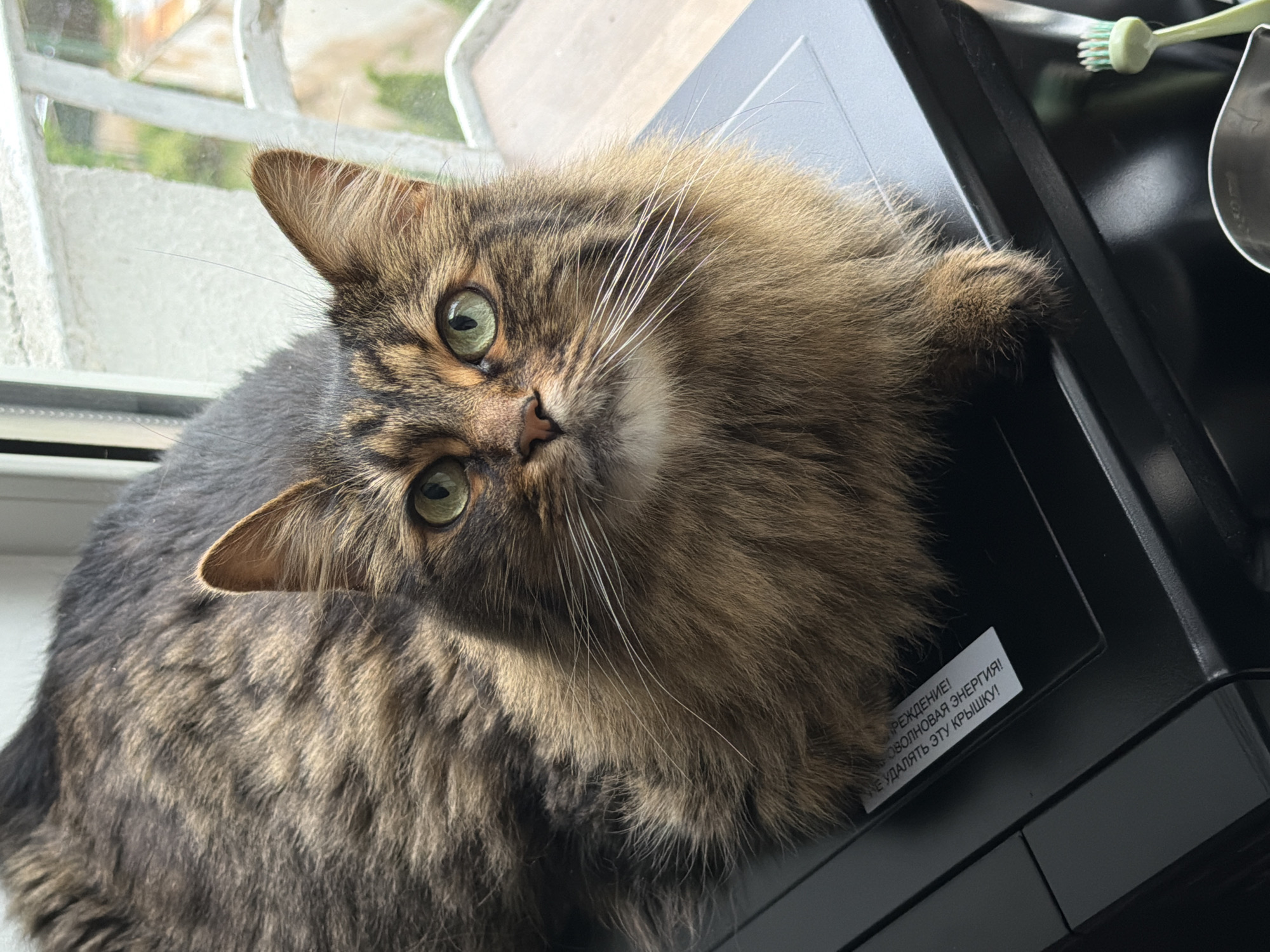 A brown tabby cat with green eyes is lying on a black surface, possibly a machine or appliance, near a window. The cat has long, fluffy fur and is looking directly at the camera. Outside the window, there is a blurry view of greenery and a white railing. A small white label with text in Russian is visible on the black surface near the cat's front paw. A light green toothbrush is also visible in the bottom right corner of the image. The scene appears to be indoors, with natural light coming from the window.