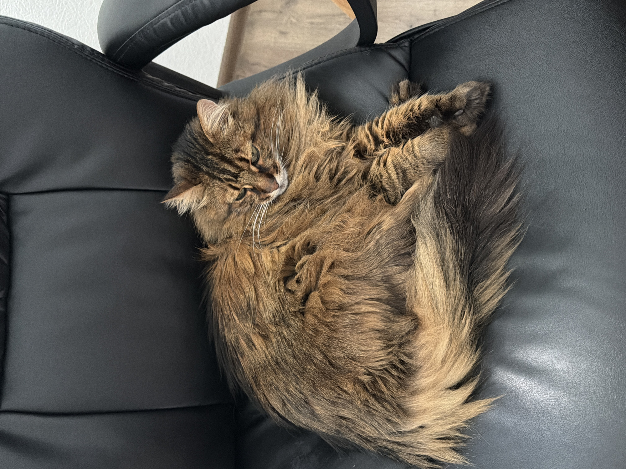 A long-haired tabby cat with brown and black fur is curled up on a black leather office chair. The cat is resting its head on its paws and looking down with its eyes partially closed. The background shows a wooden floor and a white wall. The scene appears to be indoors, likely in a home or office setting. There is no information to suggest this location is in Kyiv, Ukraine.