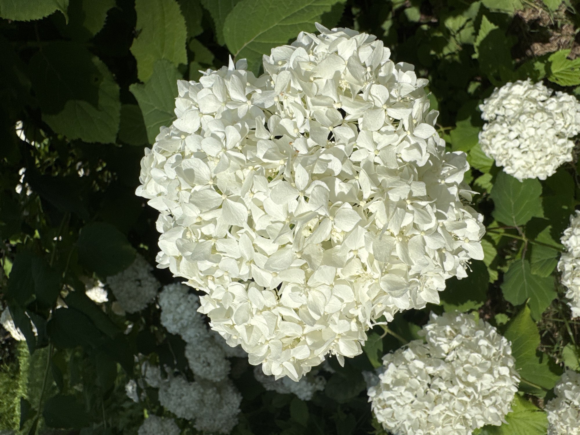 A close-up, eye-level shot captures several white hydrangea blooms against a backdrop of dark green foliage. The largest bloom is centered in the foreground, its intricate structure of small, overlapping petals filling the frame. Smaller hydrangea clusters are visible in the background, some in sharper focus than others. The lighting suggests a sunny day, with bright highlights on the petals and deep shadows within the leaves. The scene appears to be an outdoor garden, possibly in Steklyannyi, Russia, judging by the context. No people or animals are present.