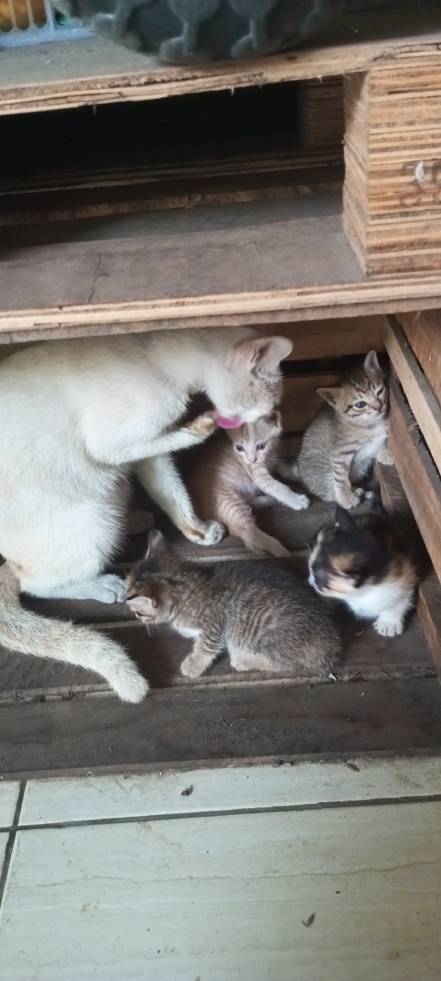 In Lubangbuaya, Indonesia, a mother cat is tending to her litter of kittens. The scene takes place in a rustic, wooden environment, possibly a storage area or a makeshift shelter, with visible wooden planks and partitions. The mother cat, predominantly white with some grey markings, is grooming one of her kittens, her pink tongue extended. The kittens, varying in color from light brown tabby to a calico mix, are nestled around her. One kitten, a light brown tabby, is lying down, while another, also a tabby, is sitting up and looking towards the camera. A calico kitten is positioned further to the right, partially obscured. The ground beneath them appears to be made of wooden planks, and the overall setting suggests a humble, possibly outdoor or semi-outdoor location.
