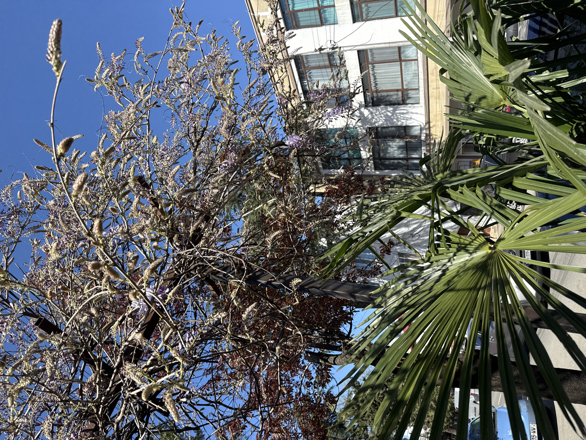 The image shows a low-angle view of trees and a building under a clear blue sky. On the left, a tree with light-colored blossoms and some brown, dried leaves is featured. To the right, a palm tree with vibrant green fronds is visible. In the background, a multi-story white building with multiple windows is present. The specific location in the city of Unknown, Unknown is not evident from the image.