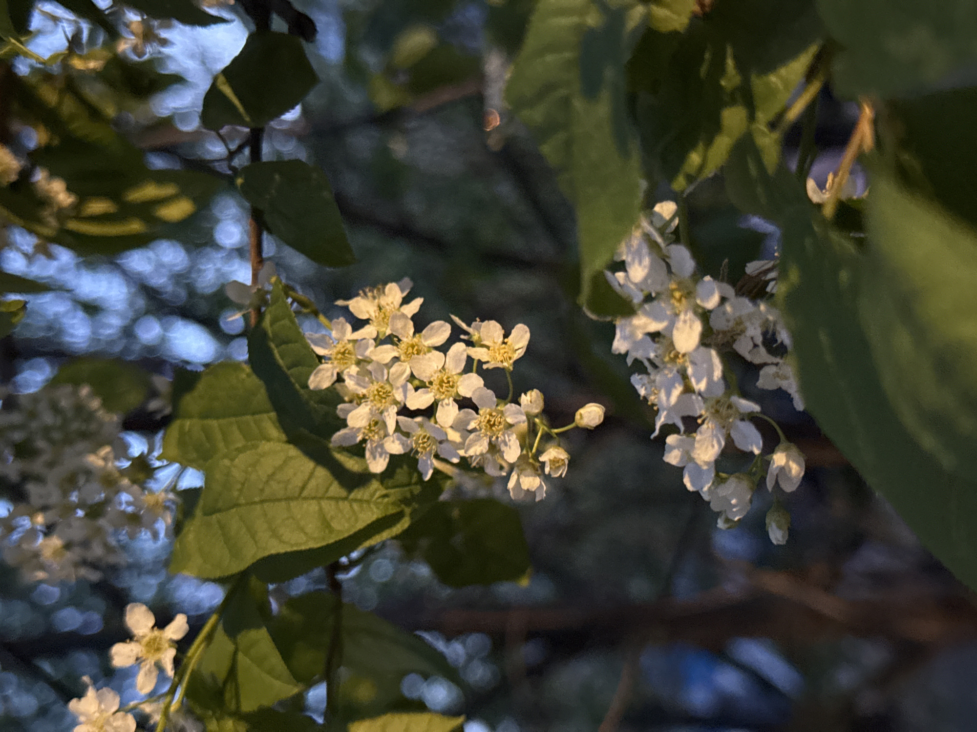 The image depicts clusters of small white flowers and green leaves against a blurred background of blue and brown tones. The flowers appear to be a species of flowering tree. The location is unknown.