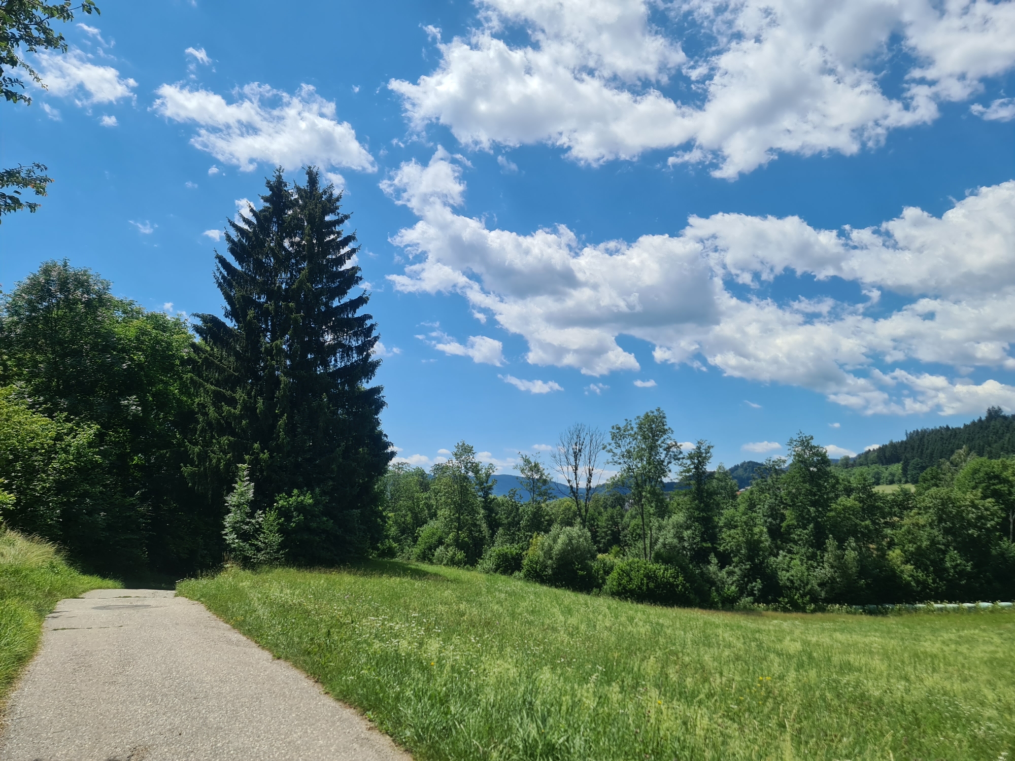 A paved path curves through a vibrant green meadow under a brilliant blue sky dotted with fluffy white clouds. Tall, dark green conifer trees dominate the left side of the frame, their branches reaching towards the sky. In the background, a dense forest lines rolling hills that rise towards a distant mountain range. The scene captures a serene rural landscape in Feldkirchen, Kärnten, Austria, on a clear, sunny day.