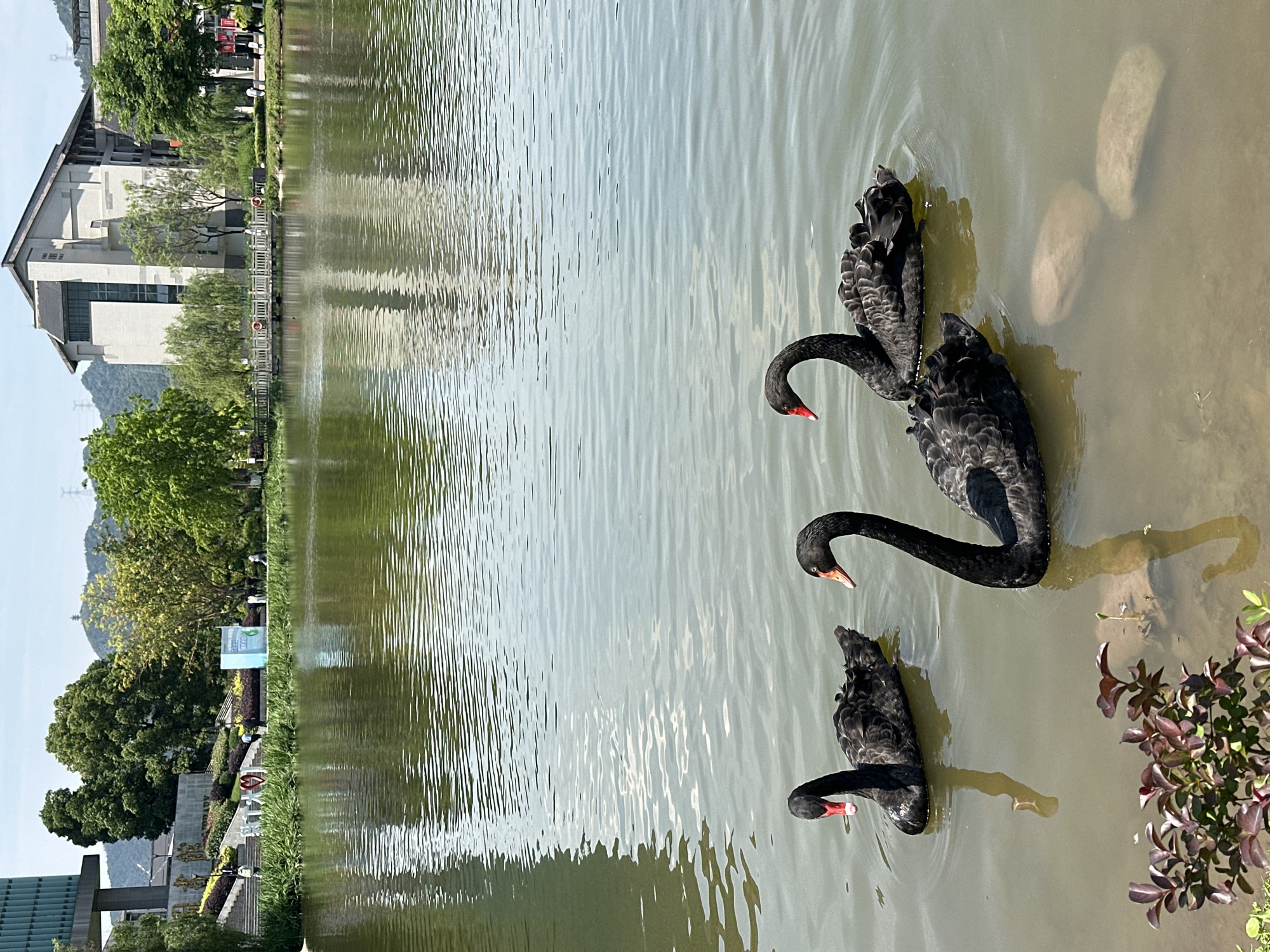 Three black swans are swimming in a body of water. The water reflects the opposite shore, which has buildings, trees and a walkway. In the upper right are large rocks. The swans are in a corner of the water, near some plants with maroon leaves. This is likely in Jiangjin, China.