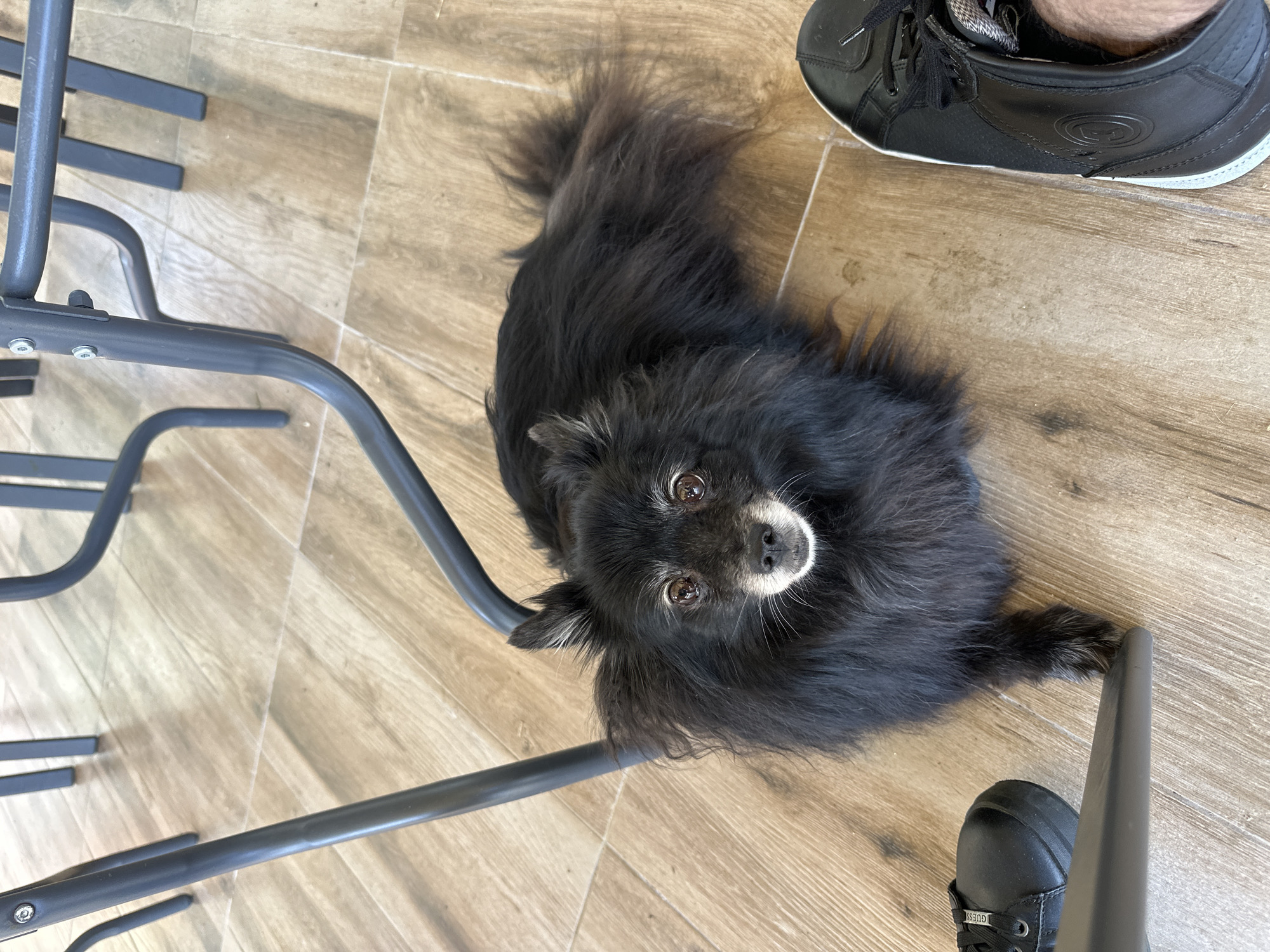 The image shows a small, long-haired black dog with a white nose looking up at the camera. The dog is lying on a floor with a wood-grain pattern, partially obscured by a grey metal chair. There is also a black leather shoe with white trim visible in the upper right and lower right corner of the image. The location is potentially in Mrachenik, Bulgaria, although this can not be verified without more information.