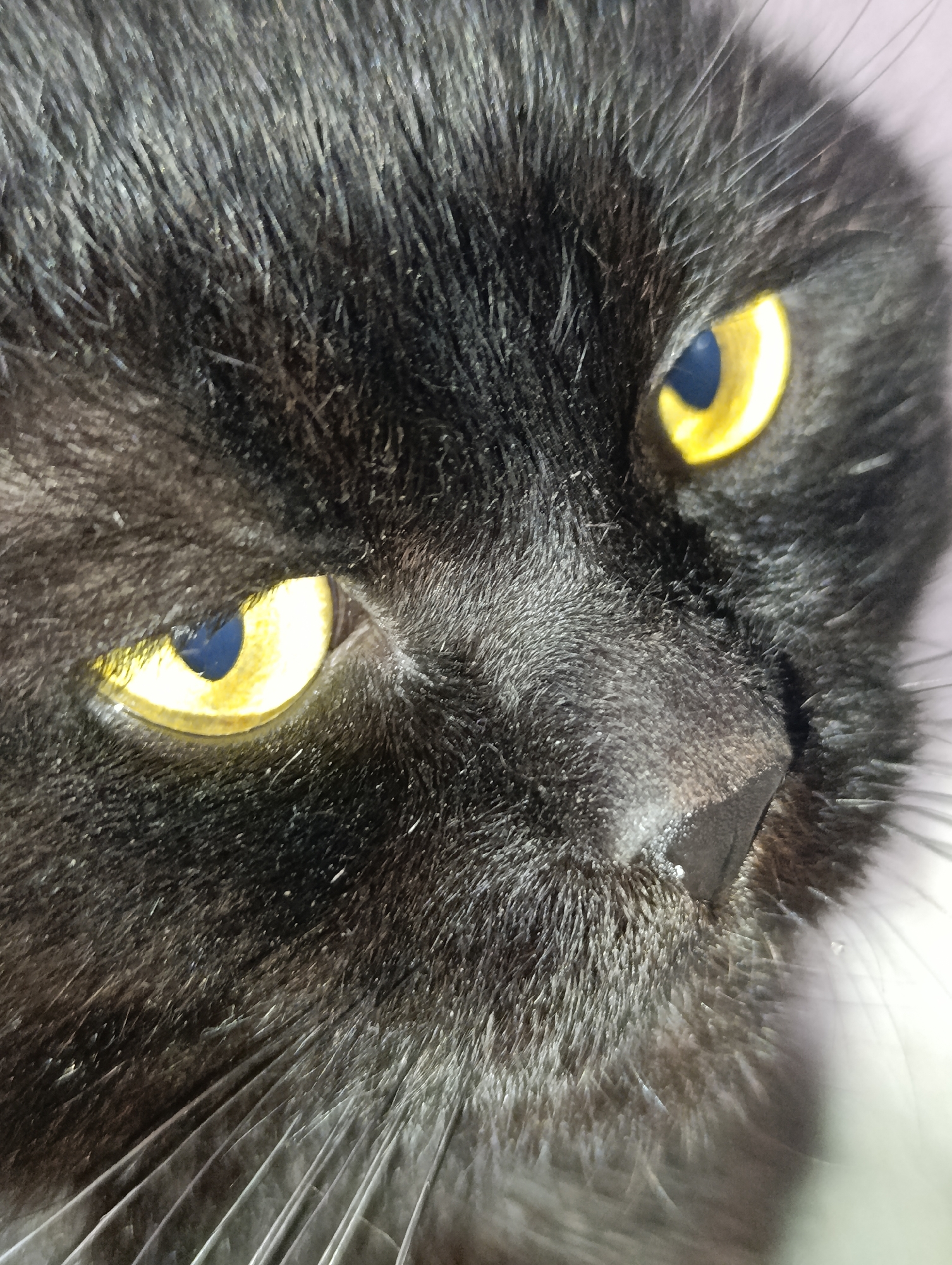 A close-up, headshot of a black cat's face is presented. The cat's fur is dark and appears somewhat disheveled. Its eyes are a striking bright yellow with dark blue pupils, looking towards the right of the frame. The cat's nose is black and appears slightly moist. Whiskers are visible extending from its snout. The background is out of focus, appearing as a light-colored, indistinct surface. There are no indications of people, actions, or interactions within the image. The location within the city of Zlatopil, Ukraine, is not discernible from the visual information provided.