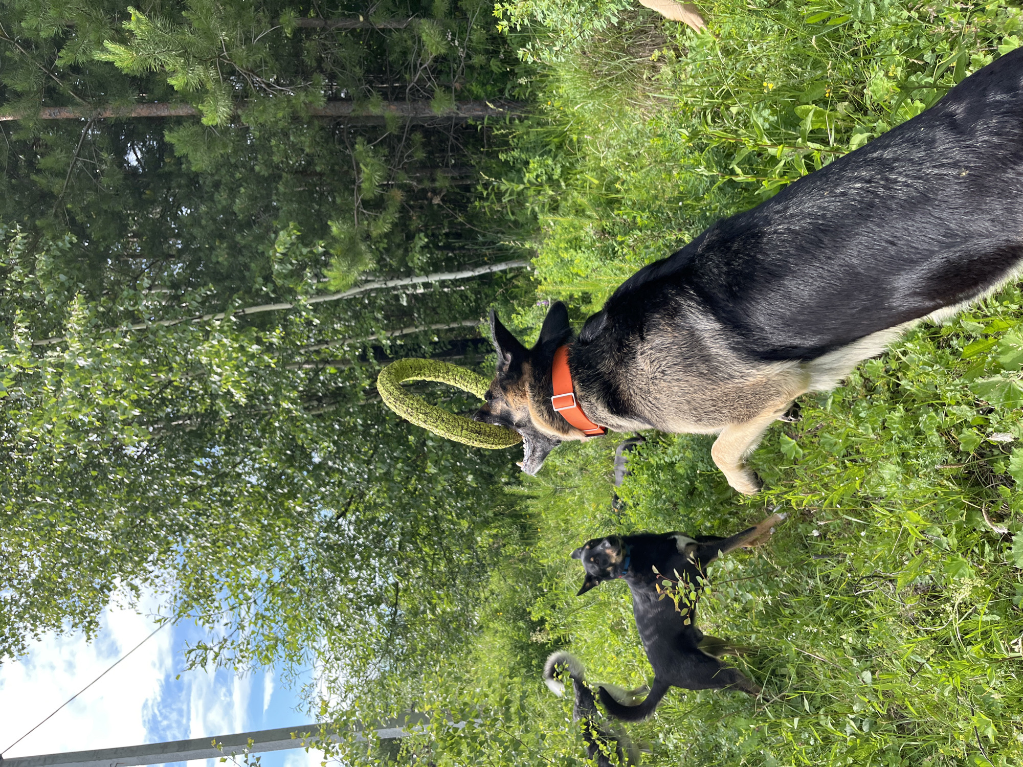 In Nizhny Tagil, Russia, a group of dogs plays in a grassy, wooded area. The foreground is dominated by the hindquarters of a large German Shepherd wearing an orange collar, with its head turned to the right, its mouth open, holding a green, coiled toy. To the left and slightly behind, a black and tan dog with a blue collar looks towards the German Shepherd, its body positioned as if ready to chase or retrieve. Further back, a husky-like dog with a fluffy tail stands facing left, and other dark-colored dogs are visible in the background amidst the dense green foliage. The environment suggests a park or a natural reserve, with a mix of deciduous and coniferous trees forming a backdrop under a partially cloudy sky. A utility pole is visible on the far left of the frame.