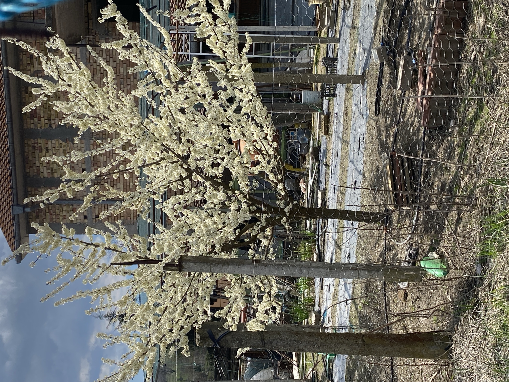 The image shows a flowering tree located in Konstantinovo, Bulgaria. The tree has small white flowers blooming on its branches. Behind the tree is a brick building, partially obscured by the tree's foliage. A wire fence runs parallel to the tree line. The ground is covered in dry grass and debris. There are wooden posts supporting the fence.