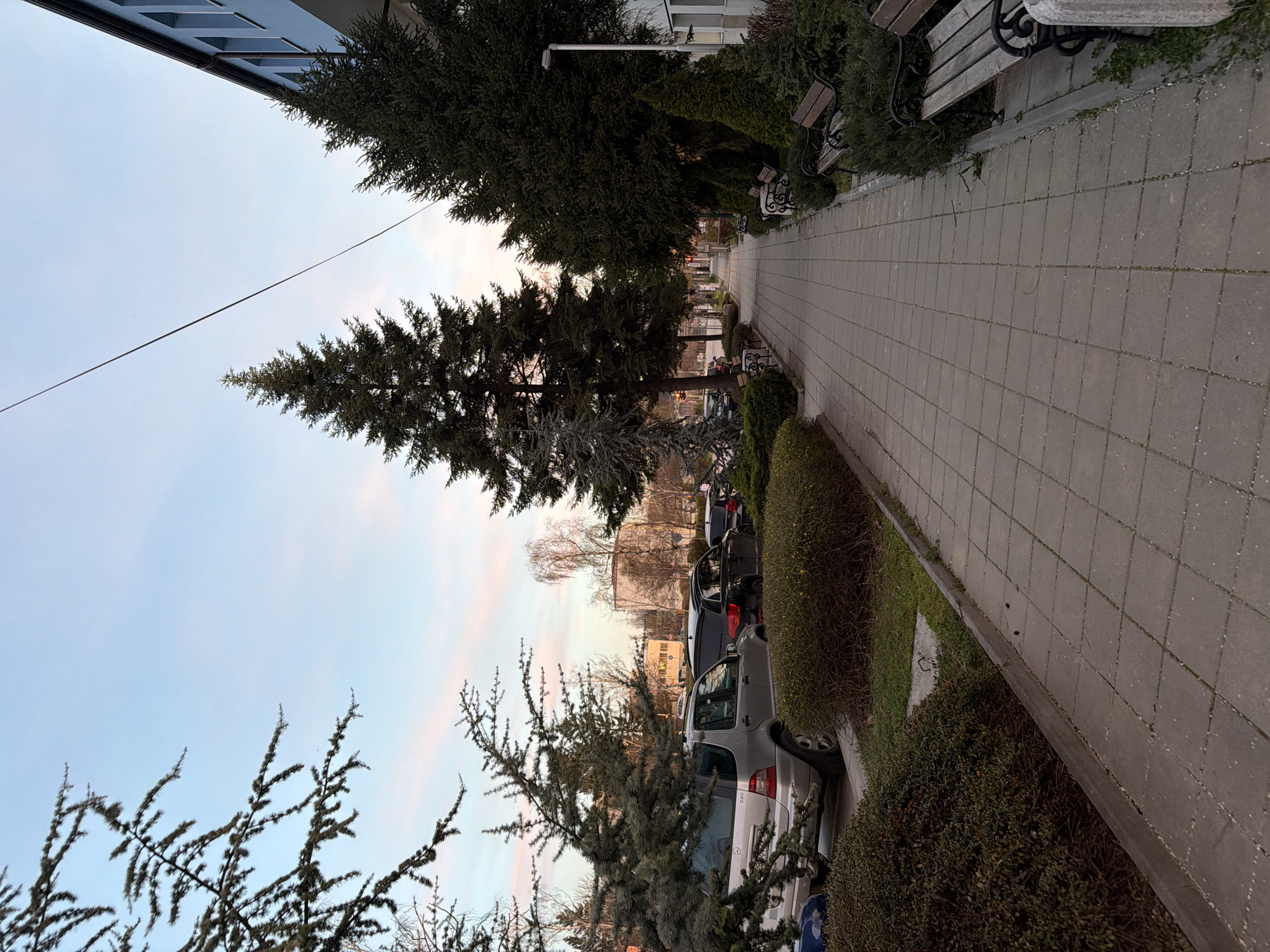 A street scene in Panagyurishte, Bulgaria. A sidewalk paved with gray rectangular stones runs along the right side of the image, bordered by green hedges. Benches are interspersed along the sidewalk. To the left of the sidewalk are parked cars. A row of pine trees stands between the sidewalk and the parking area. The sky is a pale blue with hints of pink near the horizon. The tops of buildings are visible on the left side of the image. A utility wire stretches diagonally across the upper left portion of the sky. No people are visible in the frame.