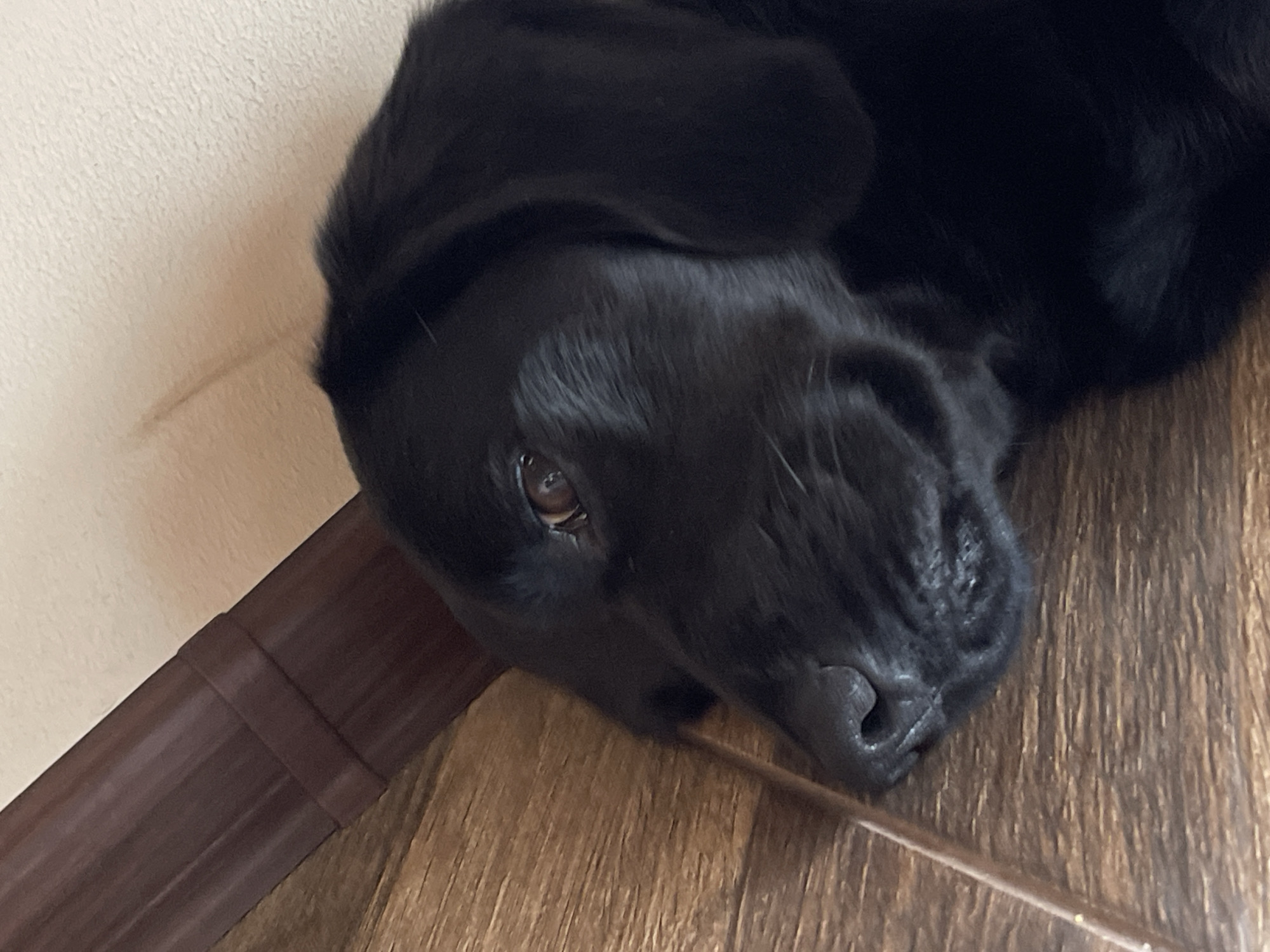 A black Labrador retriever lies on a wood floor, head resting on the floor near a brown baseboard next to an off-white wall.