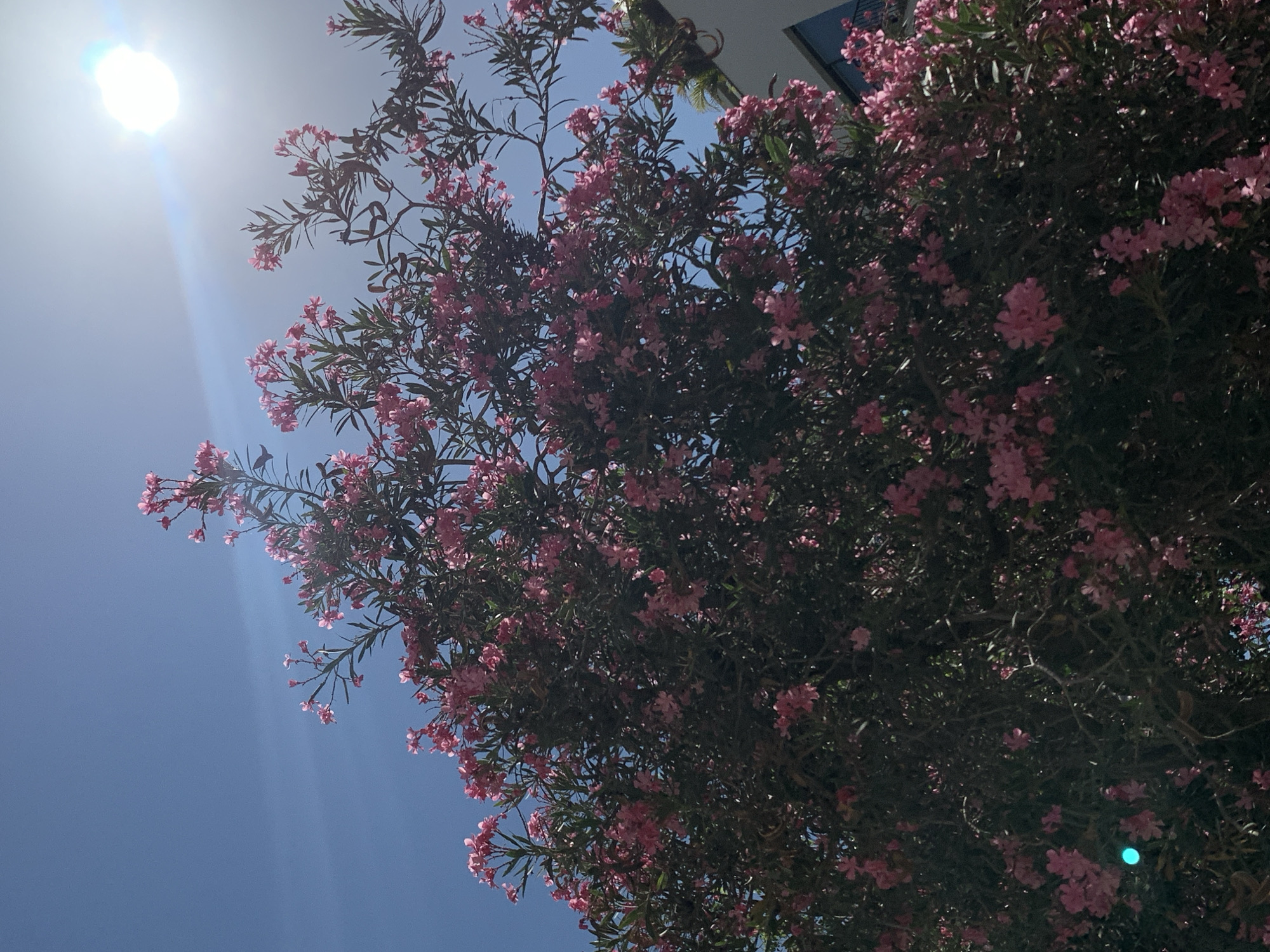 An outdoor, eye-level, full-shot photograph captures a dense tree with bright pink flowers against a clear blue sky in Tel Aviv, Israel. The sun is visible in the upper right corner, shining brightly and creating a lens flare that extends across the sky. The tree occupies most of the frame, with its branches and abundant pink blossoms reaching upwards. In the lower right corner, a portion of a modern building with a white facade and balconies is visible. The lighting suggests a sunny day, casting shadows and highlighting the vibrant colors of the flowers and the sky.