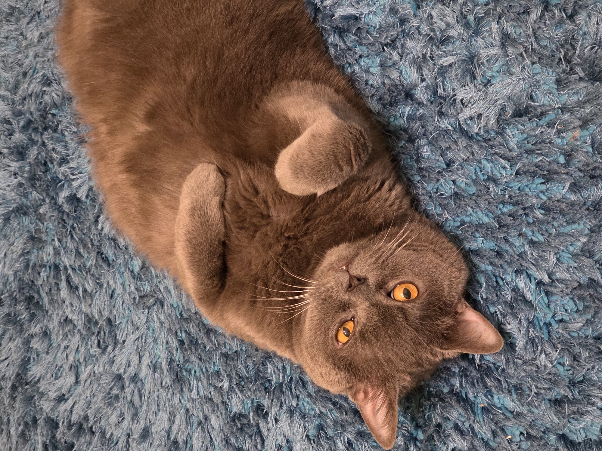 A gray cat with amber eyes is lying on its back on a blue shag rug. The cat is positioned diagonally across the frame with its head in the lower right corner and its body extending towards the upper left corner. The cat's paws are curled near its chest. The background is a solid blue rug with a shaggy texture. The lighting is even and the scene appears to be indoors. No information suggests that this photo was taken in Kaliningrad, Russia.