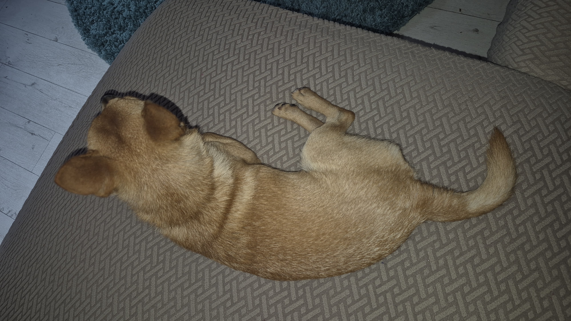 An overhead shot depicts a small, light brown dog resting on a textured, beige cushion. The dog is curled up on its side, with its head tucked towards its body. Its paws are tucked beneath it, and its tail rests curled against its hindquarters. The cushion is laid on what appears to be a sofa or a similar piece of furniture, with a patterned texture of interlocking geometric shapes. To the right of the cushion, a portion of a blue, shag rug is visible, and beyond that, a light-colored wooden floor. The scene is indoors and appears to be a domestic setting. The photograph does not contain information about the specific location within Švenčionys, Lithuania.