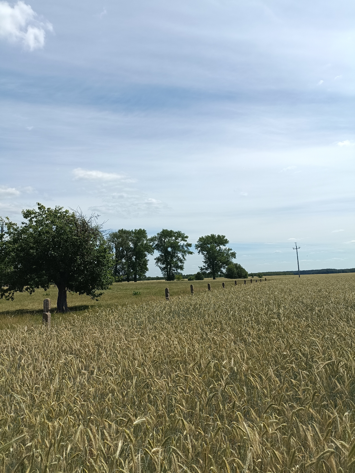 This is a landscape photograph taken outdoors on a sunny day with scattered clouds in a blue sky. The foreground is dominated by a field of ripe, golden grain, likely wheat or barley, with tall stalks swaying gently. In the middle ground, a line of rough-hewn stone posts or markers extends into the distance, separating the grain field from a grassy area.
To the left, a large, leafy green tree stands prominently, its branches reaching outward. Behind the tree and the stone markers, a row of taller, mature trees creates a darker green line against the lighter landscape. Further in the background, a dense forest can be seen on the horizon. A solitary wooden utility pole with wires runs horizontally across the sky on the right side of the image.
The scene appears peaceful and serene, suggesting a rural setting in Poland. The time of day is likely midday or early afternoon, given the bright sunlight casting shadows. The weather is fair and pleasant. There are no visible people or text in the image. The overall impression is one of natural beauty and agricultural abundance.