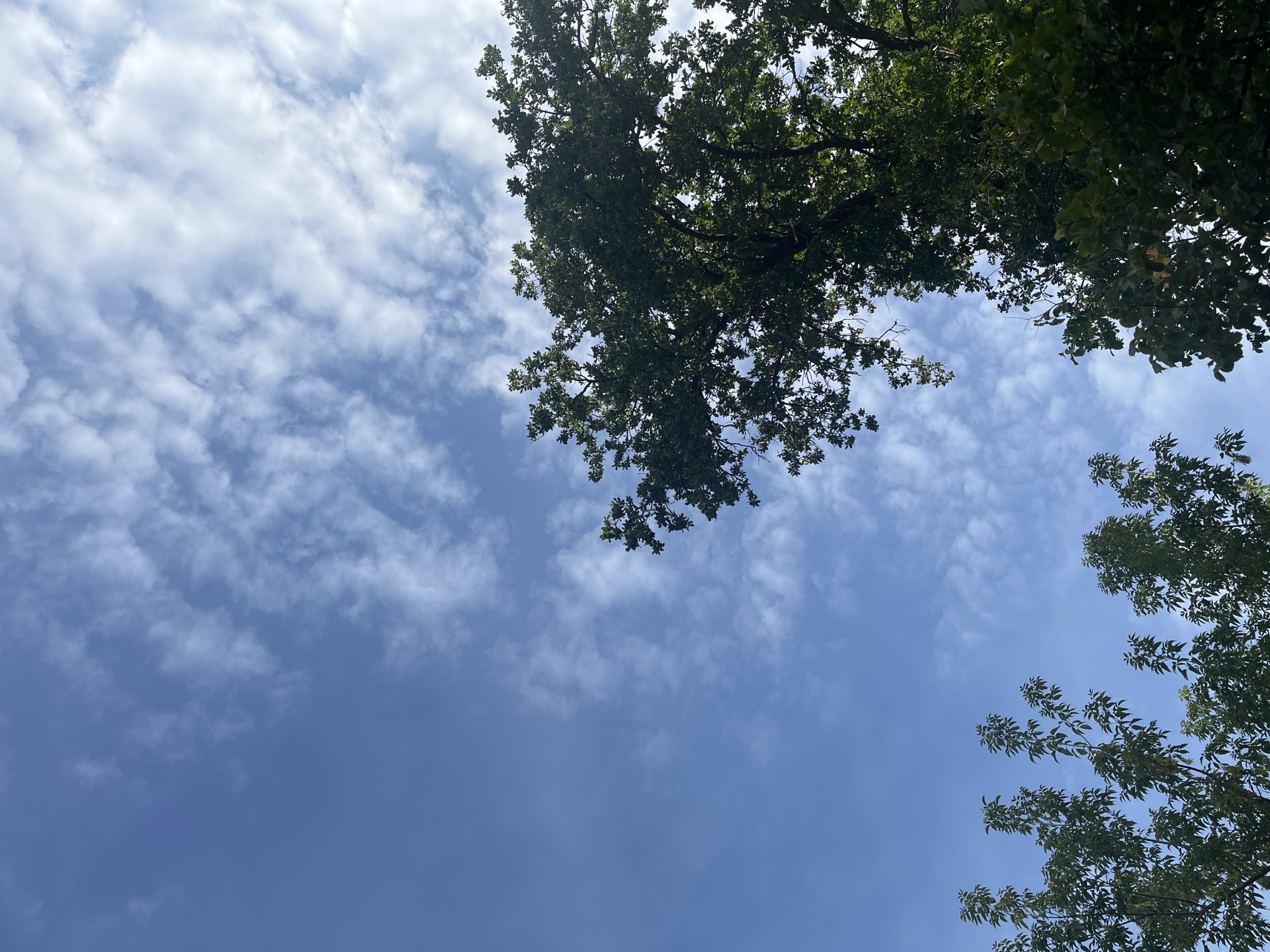 The image shows a view of the sky from below, looking up through the branches of trees. The sky is a clear blue, with scattered white clouds that appear wispy and thin. The trees are lush and green, with dense foliage. On the right side of the image, a large tree dominates the frame, its branches reaching towards the sky. On the left side, smaller trees with lighter foliage are visible. The overall impression is one of a natural, outdoor scene, likely a park or a residential area with mature trees. There is no indication of the city of Ufa, Russia, or any specific identifiable landmarks. The lighting suggests it is daytime, possibly mid-morning or afternoon, with sunlight filtering through the leaves.