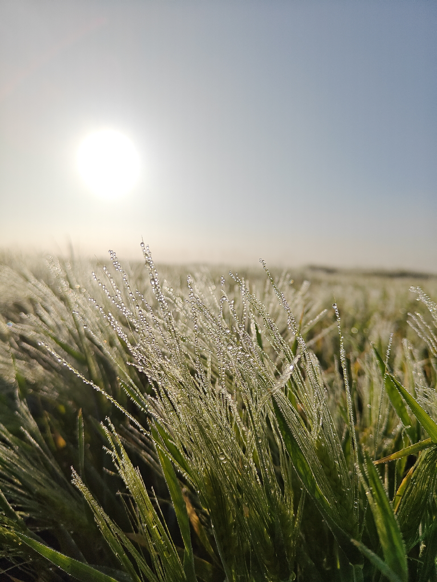 A close-up photograph shows a field of tall grass covered in dew, with the sun in the upper portion of the frame. The grass is mostly green, and each blade is beaded with drops of water. The sun is a bright, white disk in the sky, which is light blue. The background is a hazy expanse of similar grass extending to the horizon.
This photograph likely represents a rural scene, however the location in the city of Абрикосовый, Russia is not determinable from the visual information provided. There are no people, subjects, objects, actions, or interactions depicted other than the natural scene.