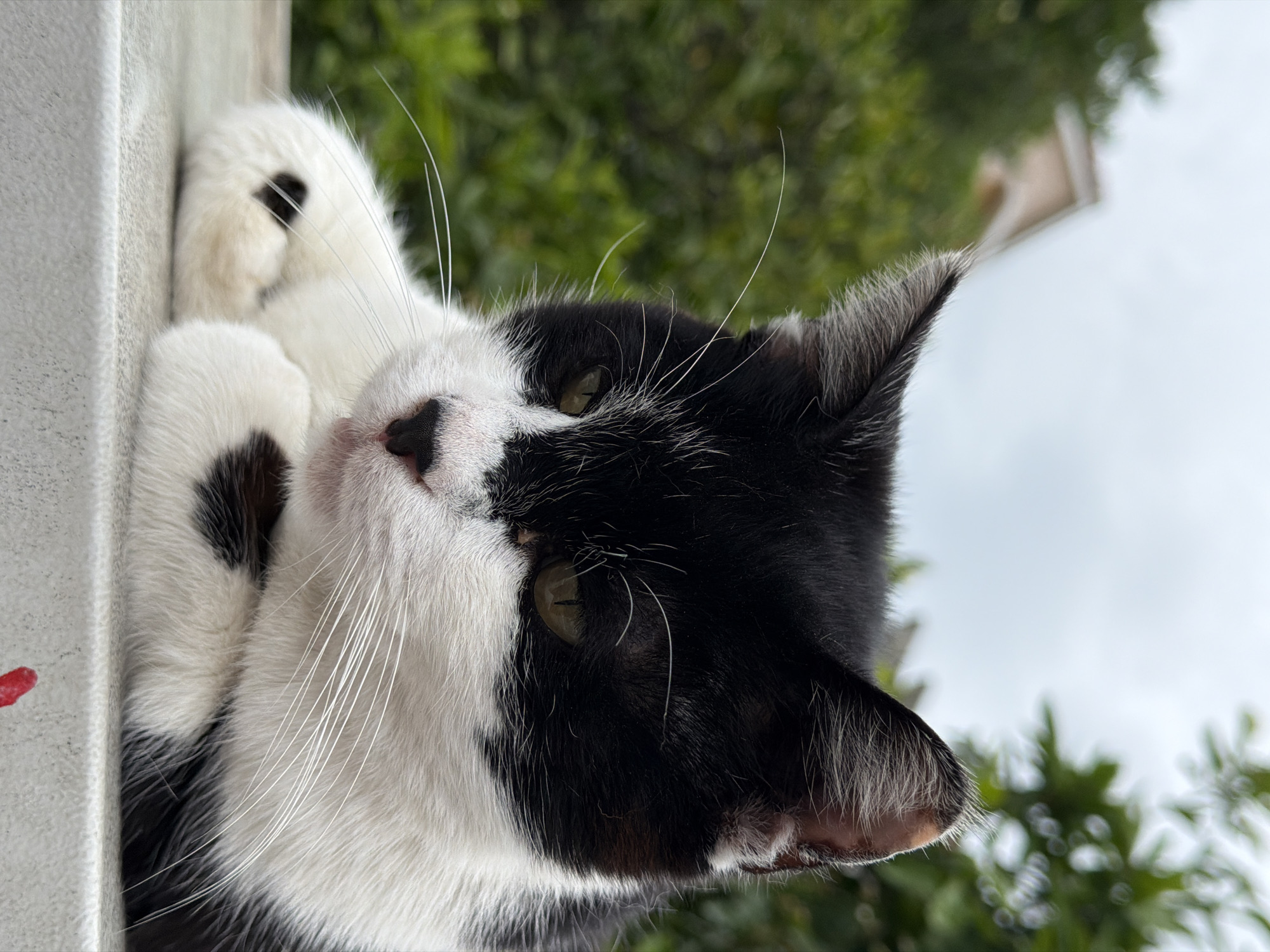 A black and white cat lies on a white ledge, paws crossed, staring upwards. The cat is mostly white with black patches on its head and back. The background consists of green foliage and a cloudy sky, with a blurred glimpse of a white building. A red splotch is visible on the white ledge. This is likely not the city of Donji Pobori in Montenegro but rather a generic domestic setting.