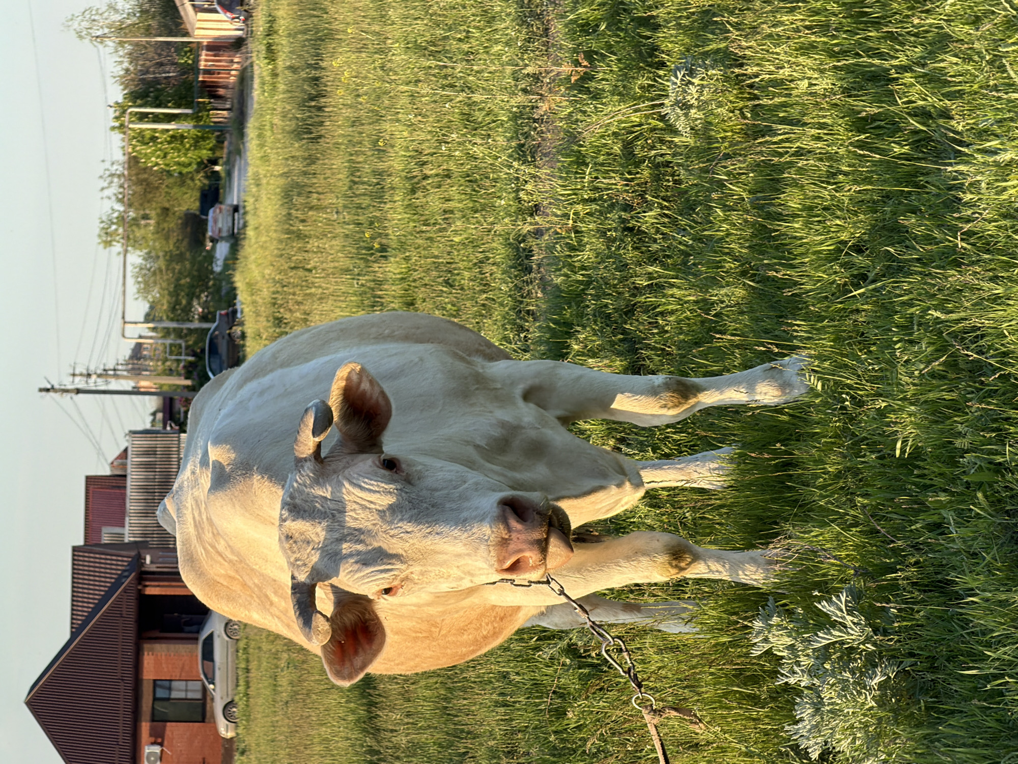 The image shows a cow lying in a grassy field. The cow is light-colored with pink ears and a chain around its neck. The field appears to be located in Leningradskaya, Russia, based on the presence of buildings, cars, power lines, and trees, which suggest a peri-urban environment. The buildings are mostly houses with reddish-brown roofs. The image is taken during daylight hours.