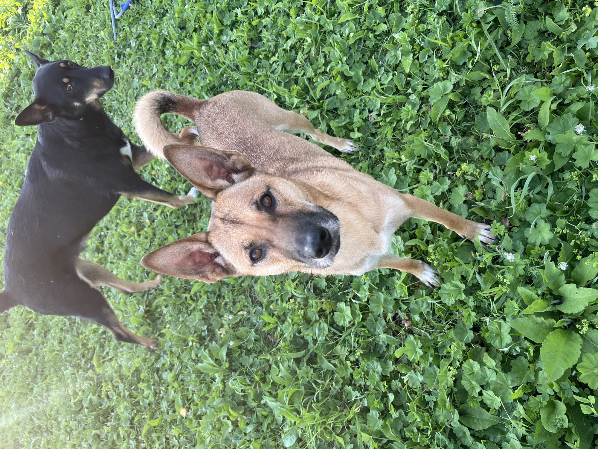 Two dogs are standing in a grassy area, likely a backyard or park. The dog in the foreground is a medium-sized, tan-colored dog with erect ears and dark eyes, looking directly at the camera. The dog behind it is black and tan, also with erect ears, and is facing to the right. Both dogs appear to be healthy and alert. The ground is covered in lush green grass and clover, with a few small white flowers scattered throughout. Sunlight is dappling through what appears to be tree cover, creating bright spots on the grass. No specific landmarks in Nizhny Tagil, Russia are identifiable from the image.
