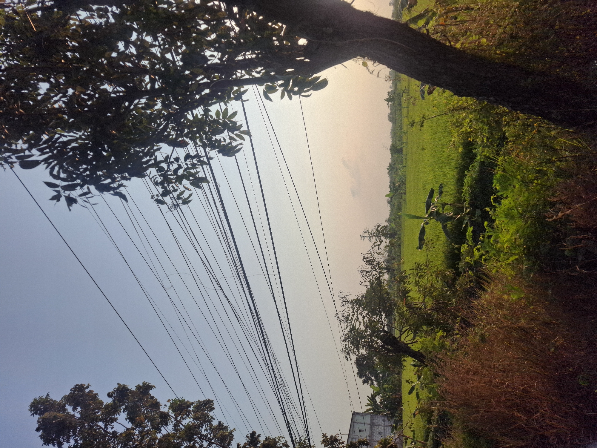 The image depicts a rural landscape in Pucangtelu, Indonesia, bathed in the warm light of late afternoon or early morning. The foreground is dominated by lush green vegetation, with a prominent tree trunk on the right side of the frame, casting shadows. Tall dry grasses add texture and color to the lower portion of the image. In the midground, a vibrant green rice paddy stretches across the scene, dotted with banana trees and other foliage. Beyond the rice field, a hazy horizon suggests distant trees and possibly a building on the left side of the frame. A complex network of electrical wires crisscrosses the sky, adding a human-made element to the otherwise natural environment. The sky is a clear, pale blue, transitioning to a warmer hue near the horizon. No people or animals are visible in the frame.