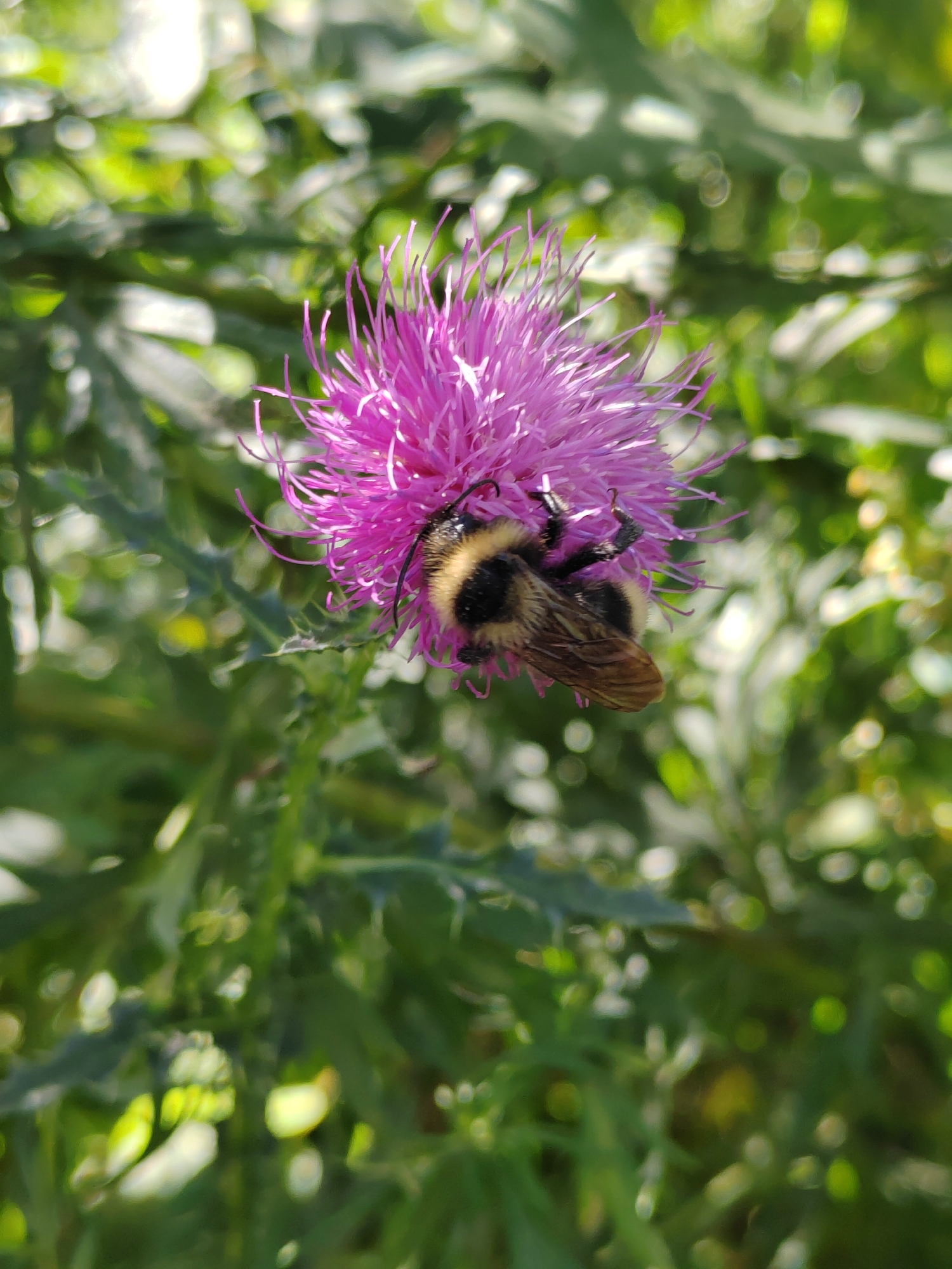 A bumblebee is shown on a purple thistle flower. The bumblebee is on its side, with its legs and wings extended. The thistle flower is in full bloom, with many delicate petals. The background is a blur of green foliage, suggesting an outdoor setting. The image appears to be taken during daylight hours, with soft sunlight illuminating the scene. The location is Kemerovo, Russia.